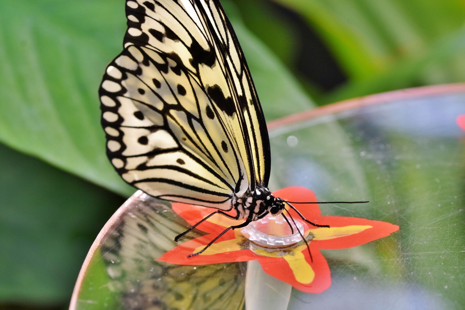 Nikon D7200 sample photo. Butterfly, tropical butterfly, exotic photography