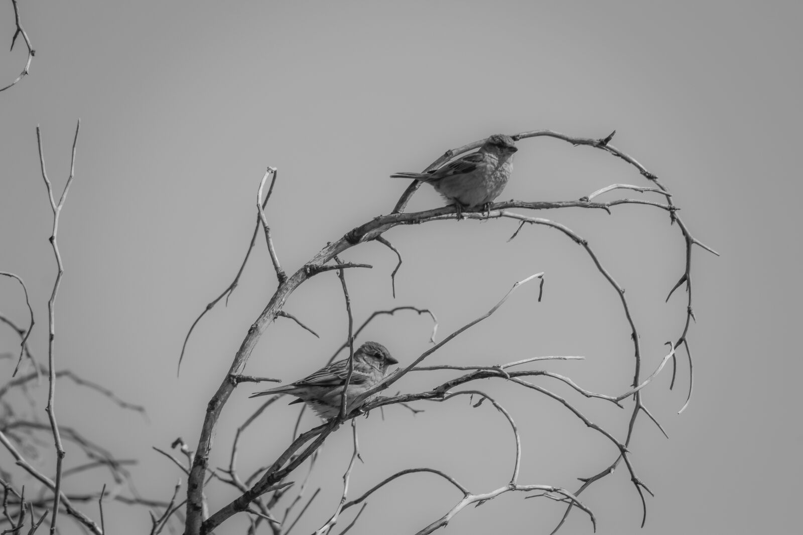 Nikon D3300 sample photo. Birds, sparrows, tree photography