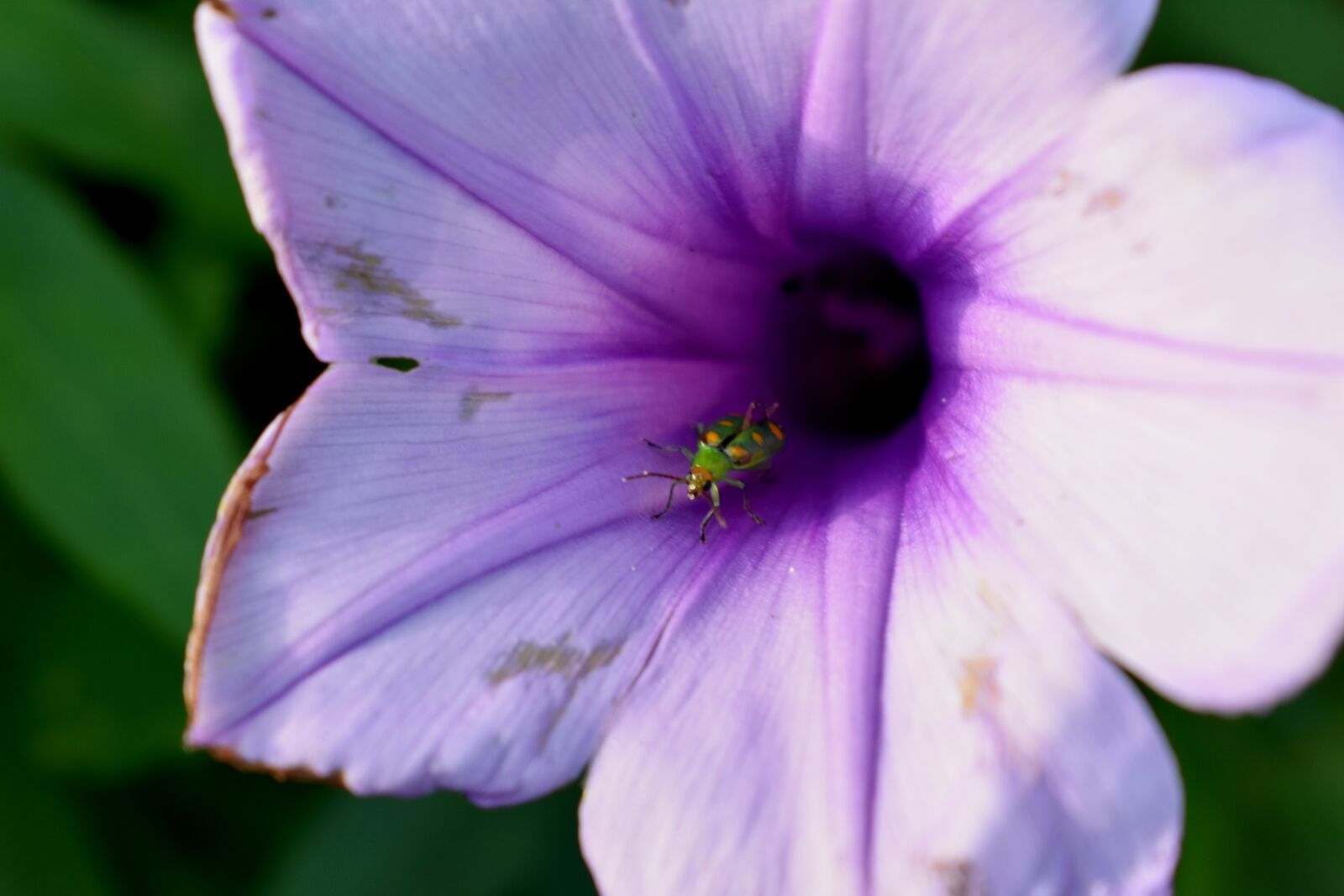 Nikon D3400 sample photo. Flower, nature, plant photography