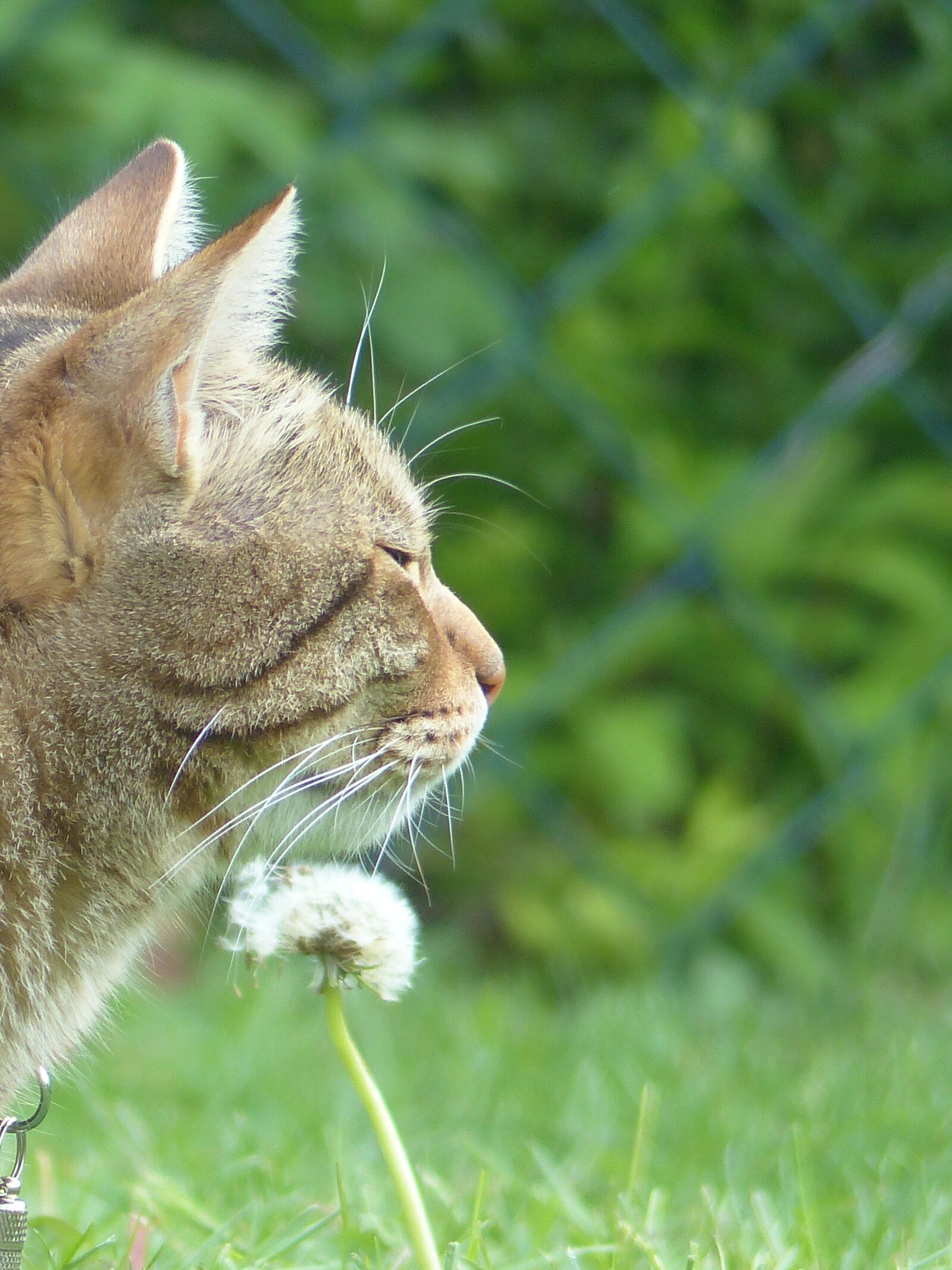 Panasonic Lumix DMC-FZ200 sample photo. Cat, animal, tiger cat photography