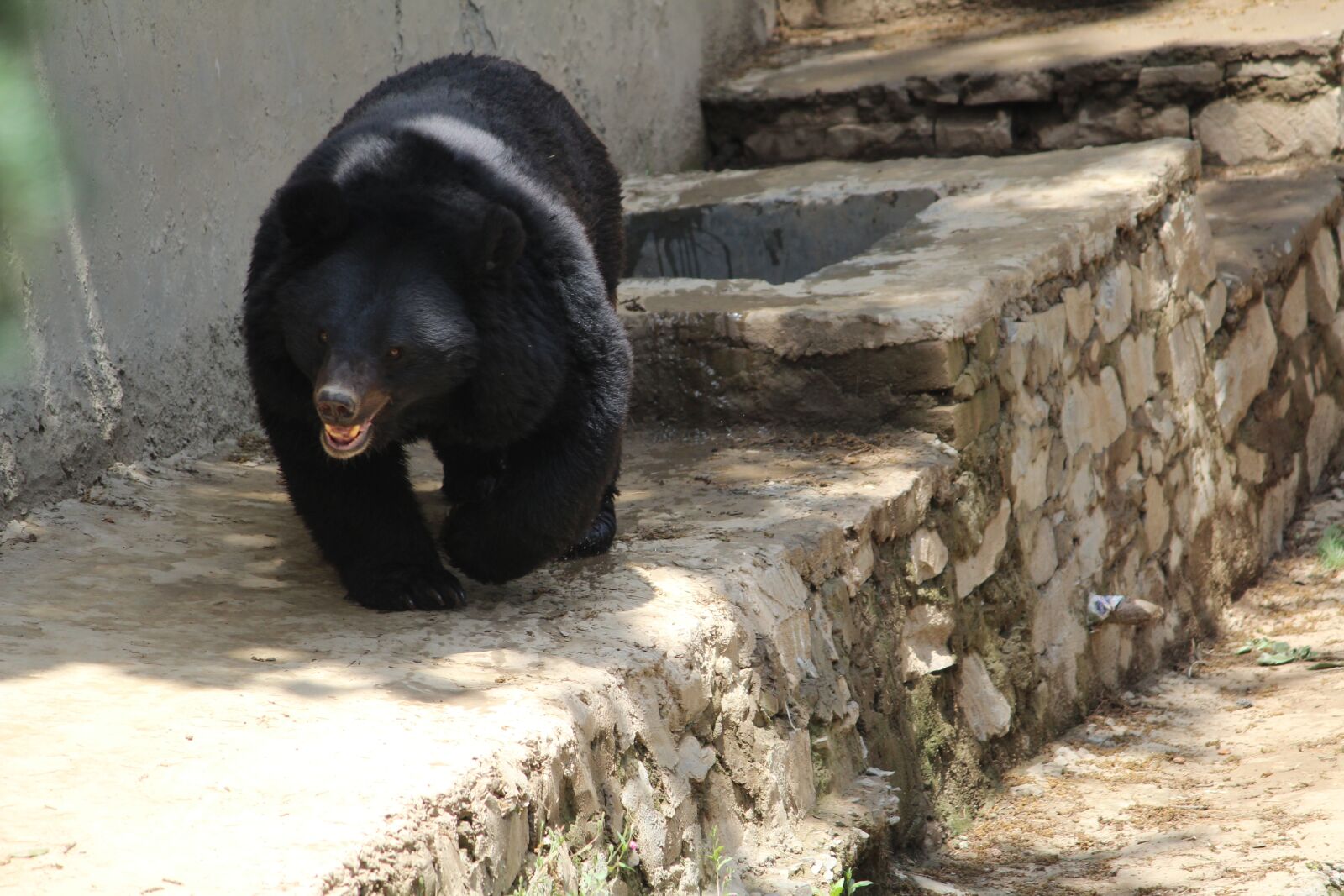 Canon EOS 1200D (EOS Rebel T5 / EOS Kiss X70 / EOS Hi) sample photo. Black bear, indian bear photography