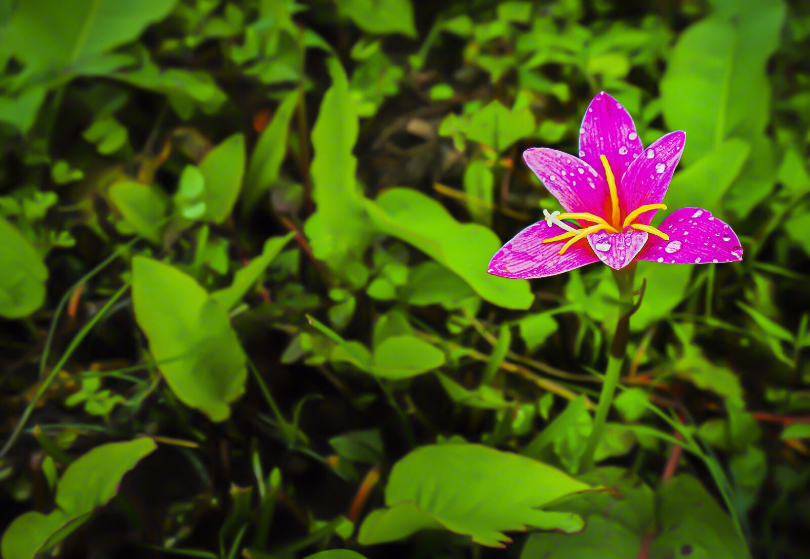 Sony Alpha NEX-5T sample photo. Flower, flora, garden photography