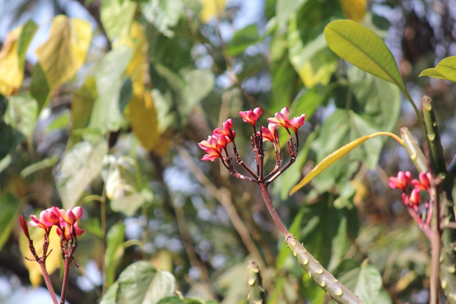 Canon EOS 600D (Rebel EOS T3i / EOS Kiss X5) sample photo. Flower, leaf, spring, garden photography