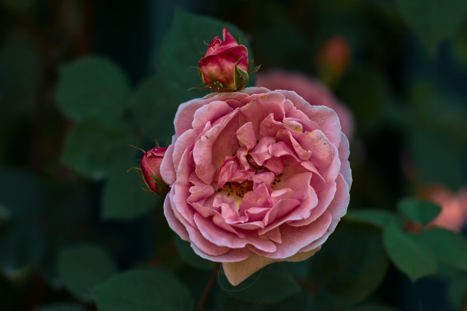 Canon EF 100mm F2.8L Macro IS USM sample photo. Pink, garden, nature photography