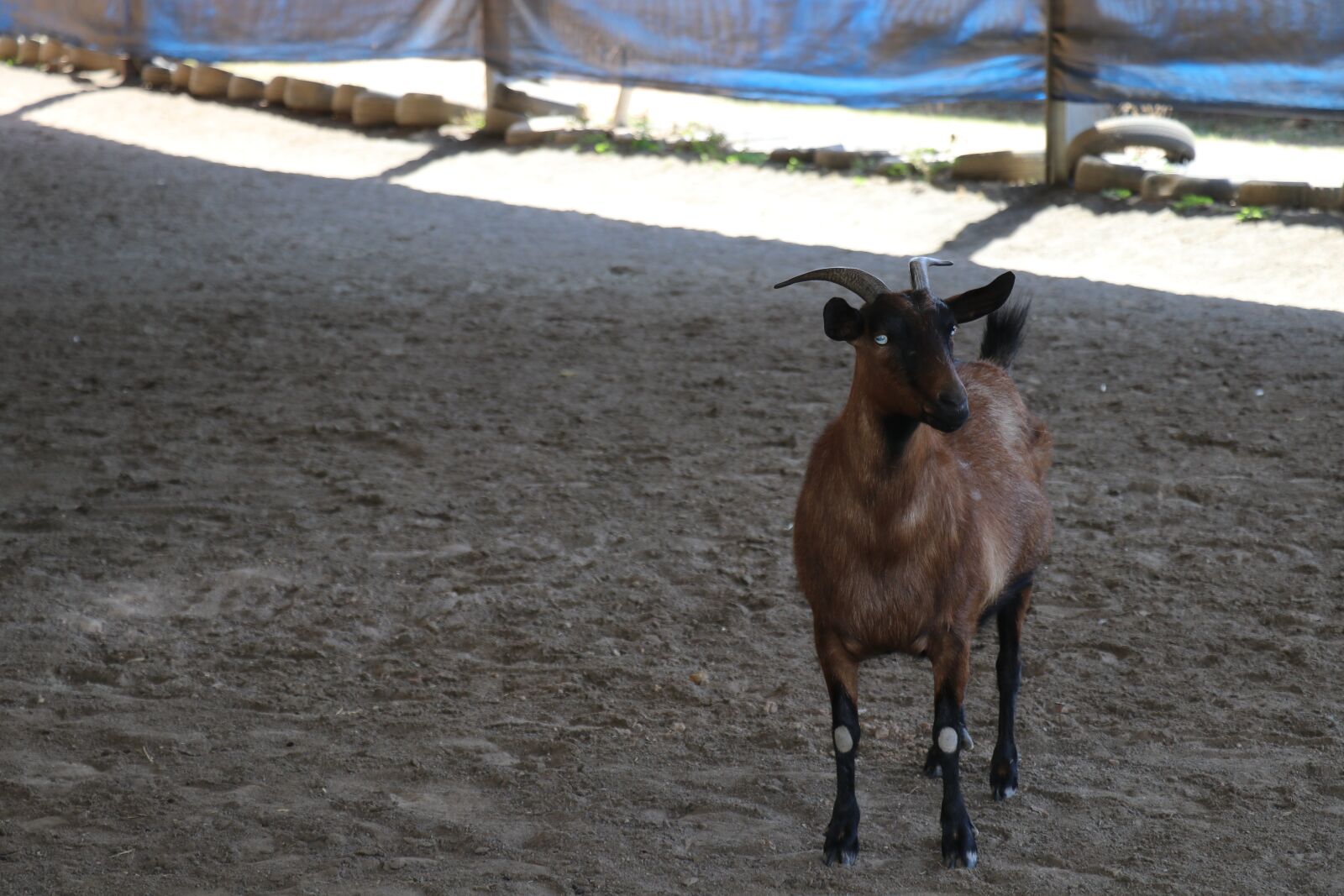 Canon EOS 80D sample photo. Goat, farm, animal photography