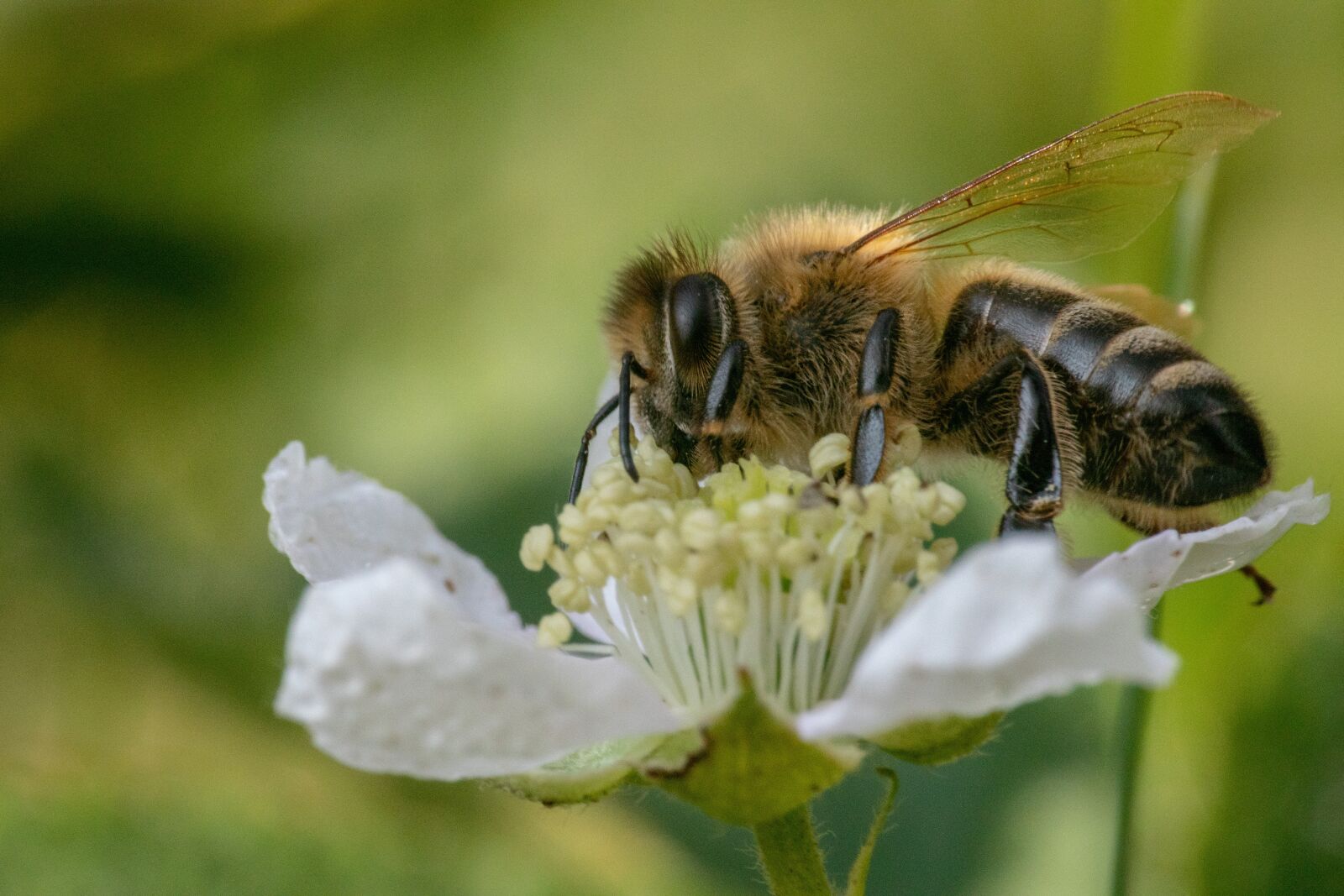 Nikon 1 J5 sample photo. Bee, insect, close up photography