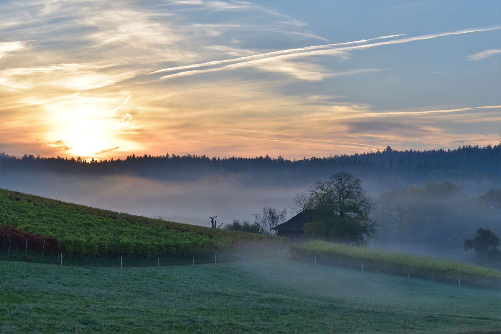 Nikon D5500 sample photo. Landscape, fog, morning photography