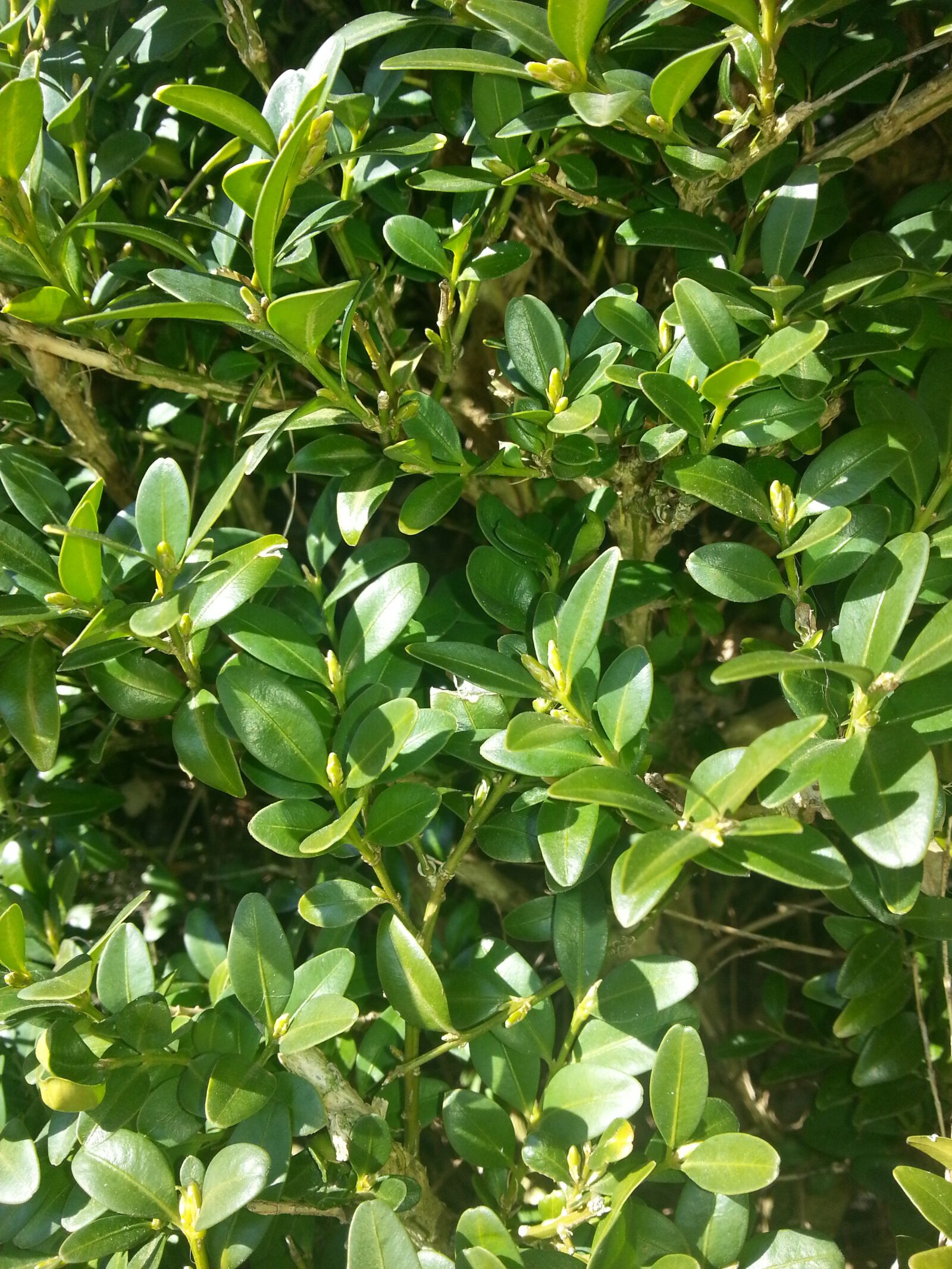 Samsung Galaxy Note2 sample photo. Buxus, sunny, shadow photography
