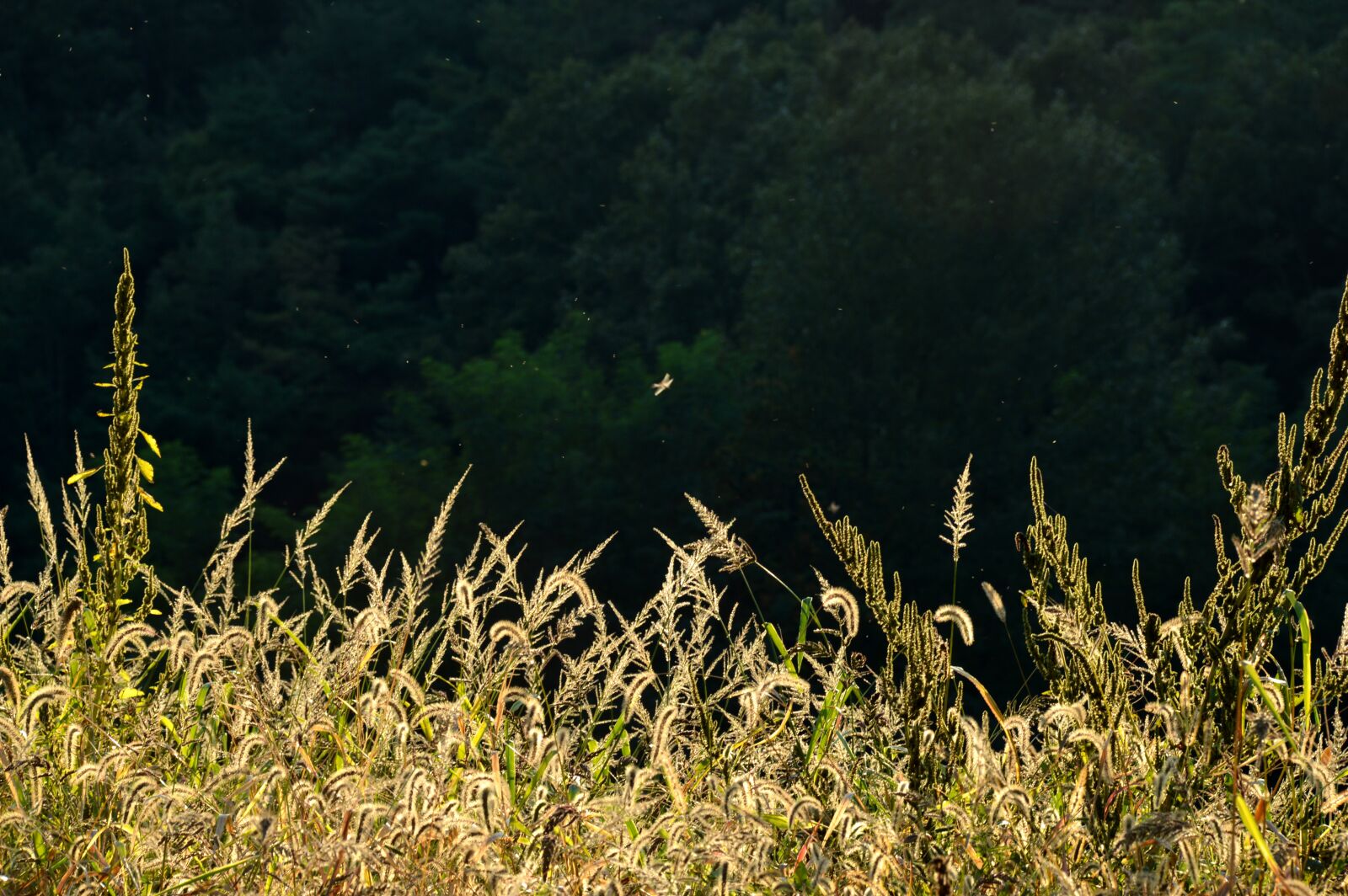 Nikon D3200 sample photo. Sunshine, reed, pool photography