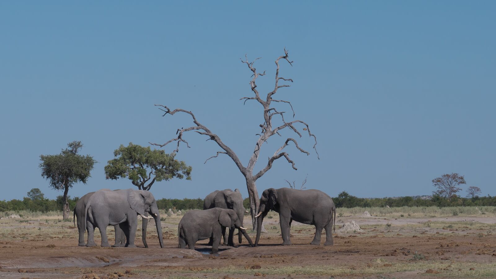 Panasonic Lumix DC-G9 sample photo. Elephant, flock, africa photography
