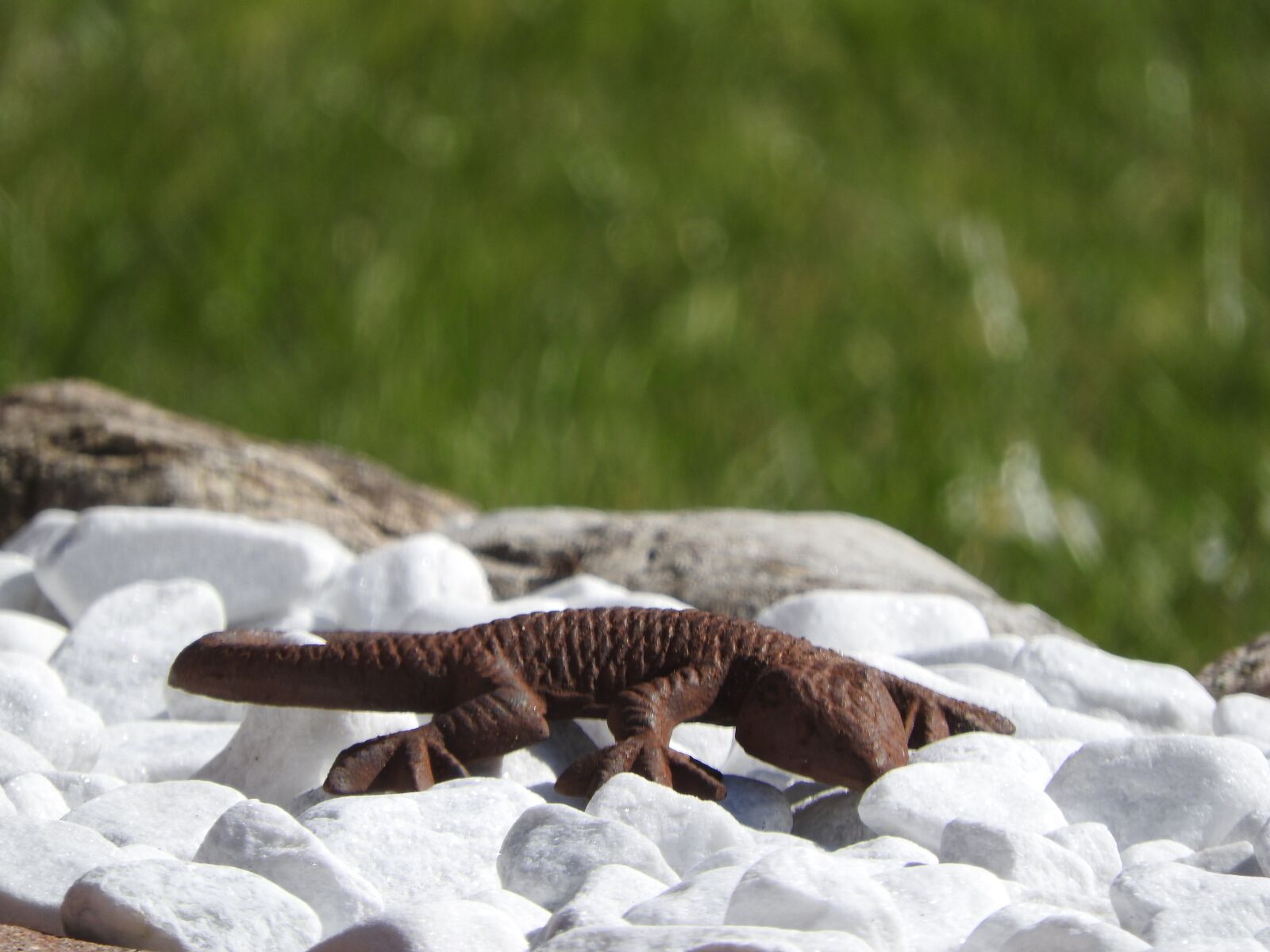 Nikon Coolpix P610 sample photo. Stone, nature, lizard photography