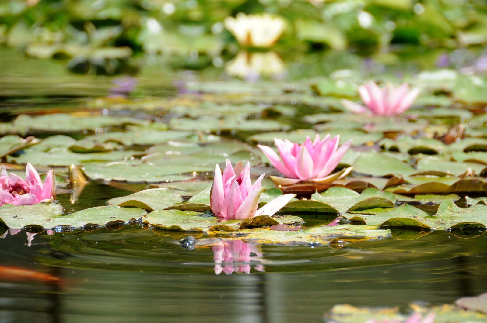 Nikon D300 sample photo. Flowers, lake, pond photography