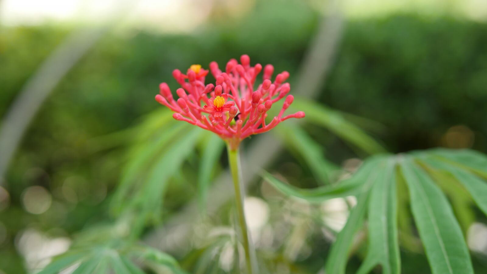 Panasonic Lumix DMC-GH4 sample photo. Flower, flora, nature photography