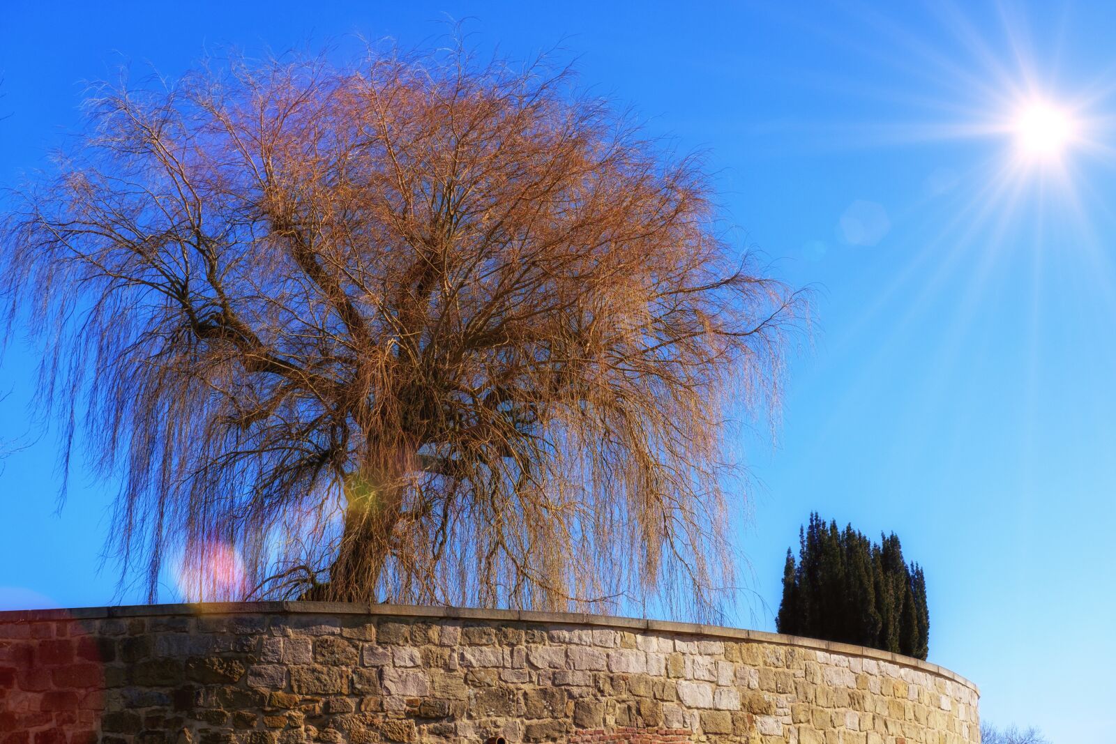 Fujifilm X-T2 + Fujifilm XF 35mm F2 R WR sample photo. Tree, pasture, weeping willow photography