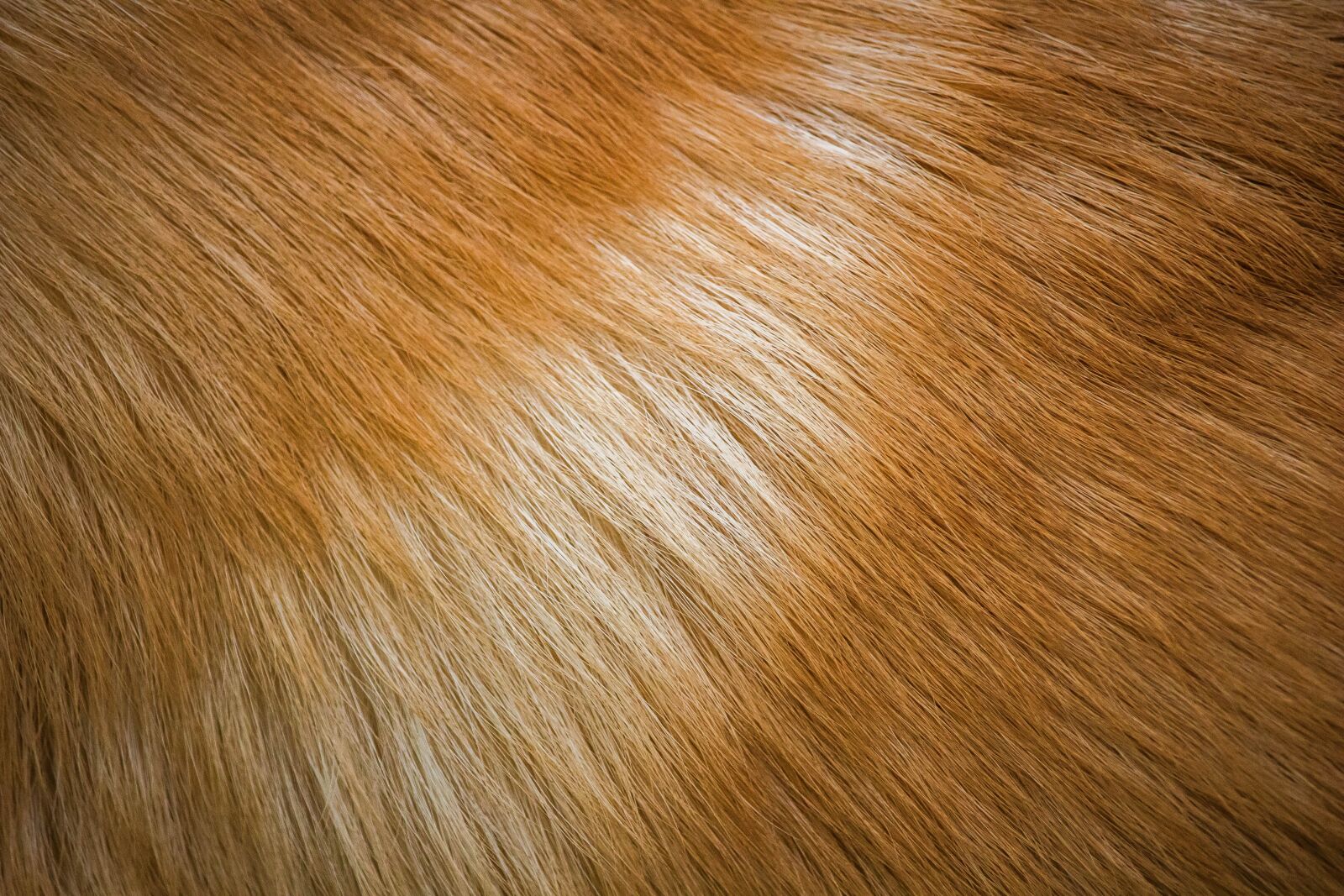 Canon EF-S 55-250mm F4-5.6 IS STM sample photo. Pelage, dog, texture photography