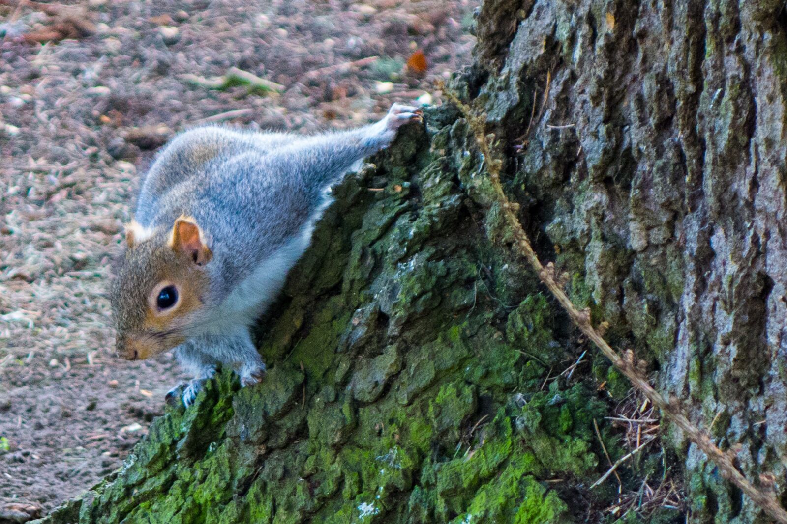 Sony Cyber-shot DSC-RX100 sample photo. Tree, rodent, wood photography