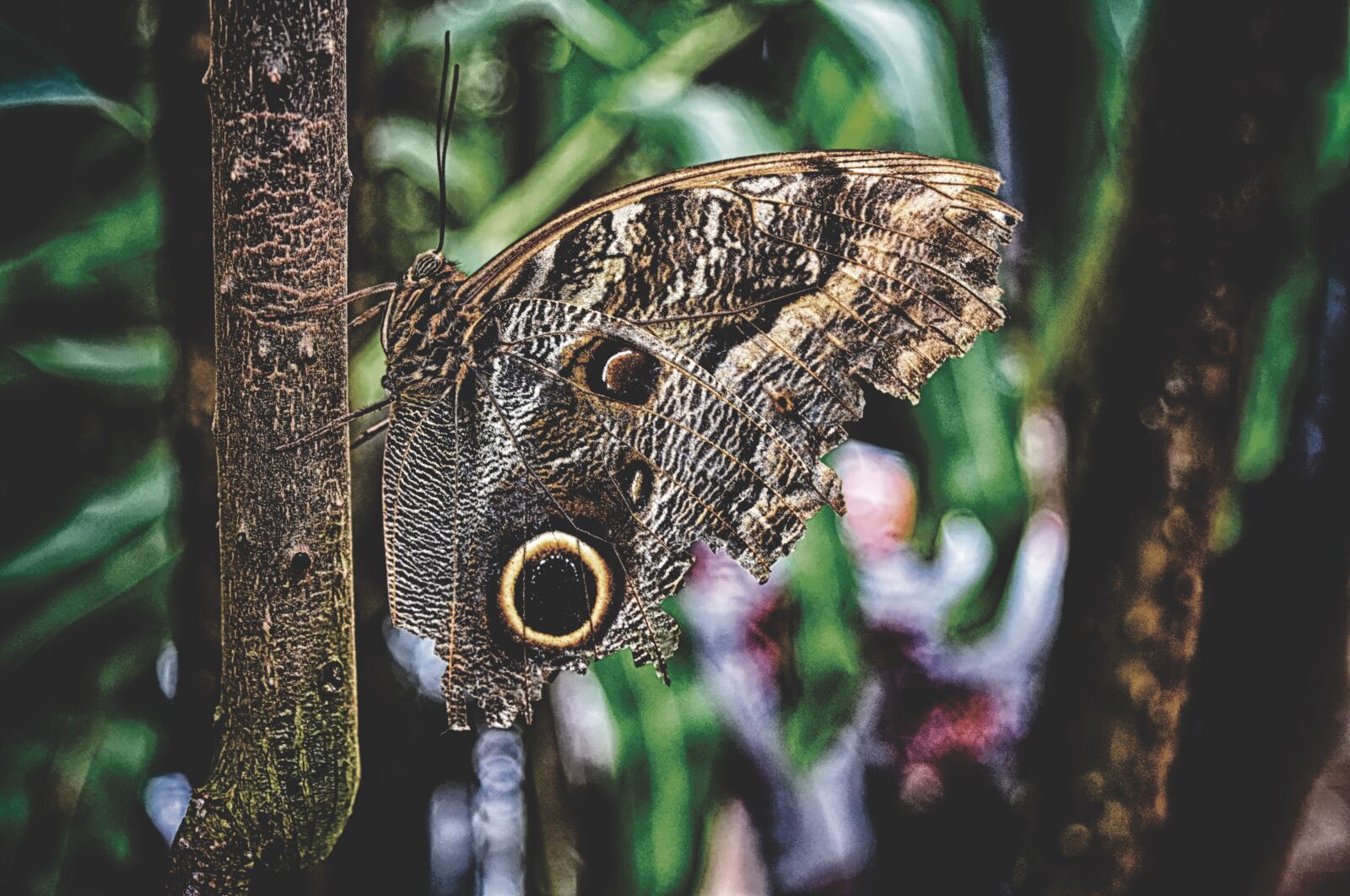 Nikon D7200 sample photo. Butterfly, owl butterfly, edelfalter photography