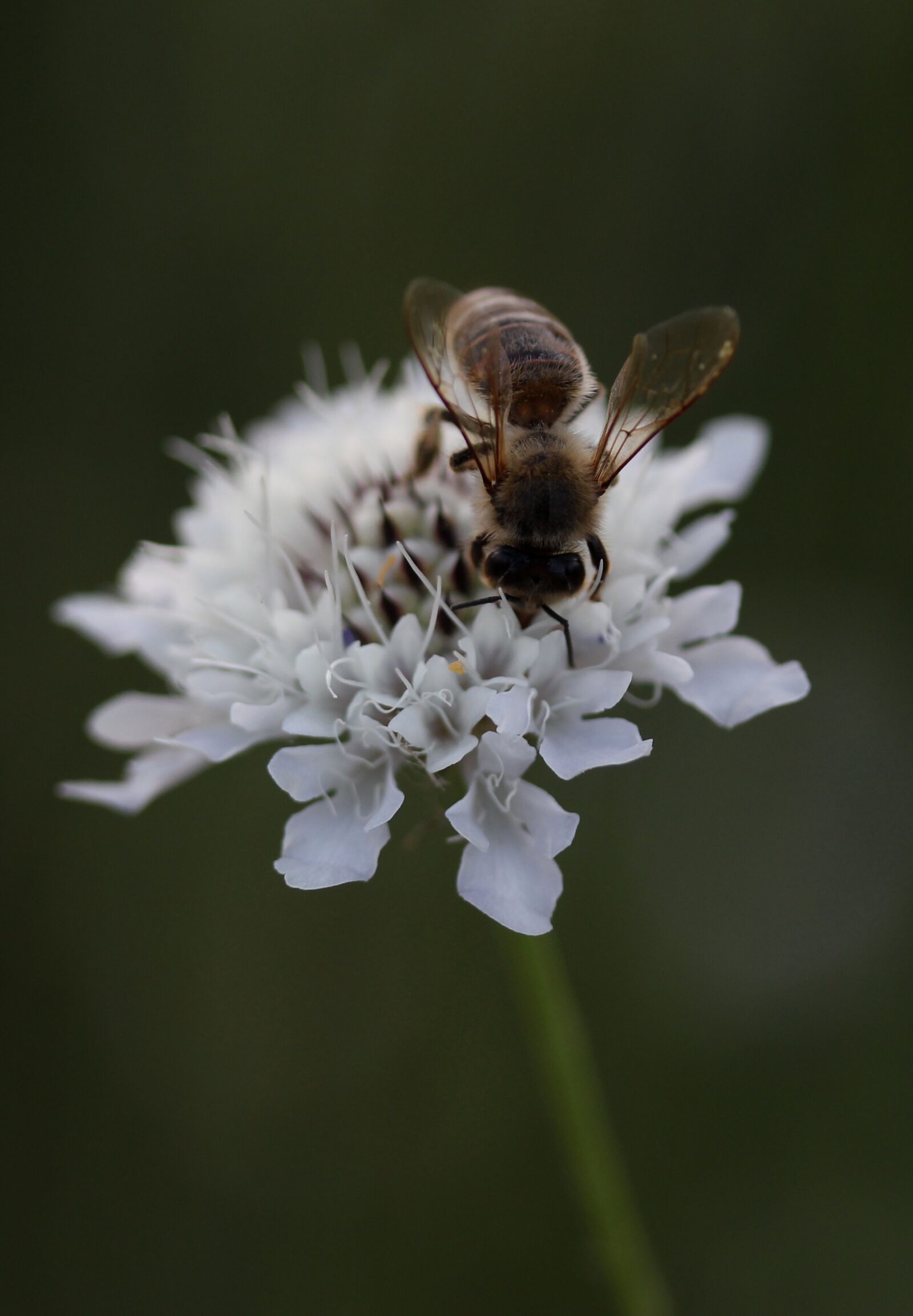 Canon EF-S 60mm F2.8 Macro USM sample photo. Bee, flower, insecta photography
