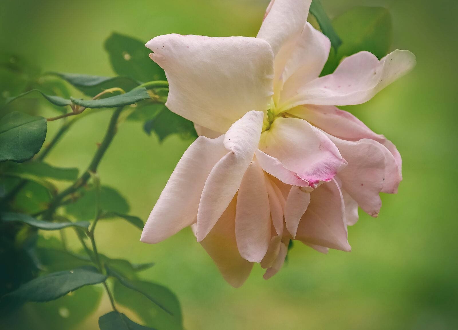 Nikon D3200 sample photo. Flowers, nature, rose photography