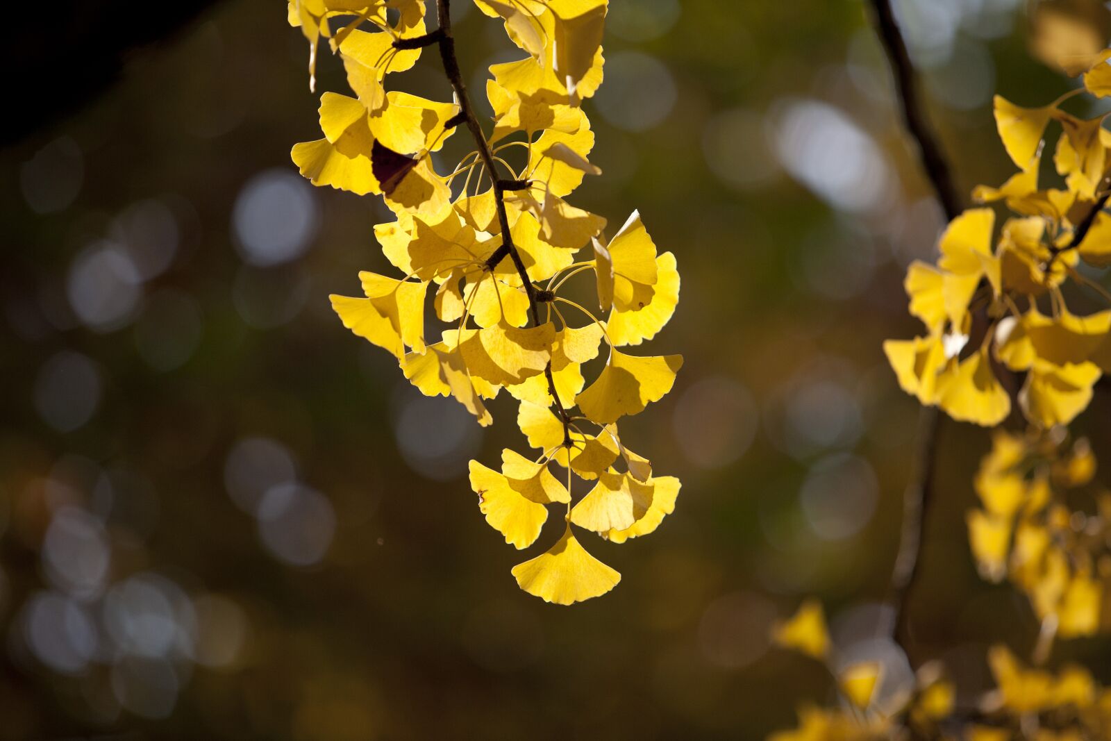 Canon EOS 5D sample photo. Autumn, autumn leaves, maple photography
