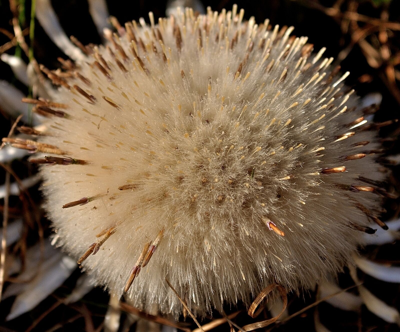 Nikon D5000 sample photo. Wildflower, natural, nature photography