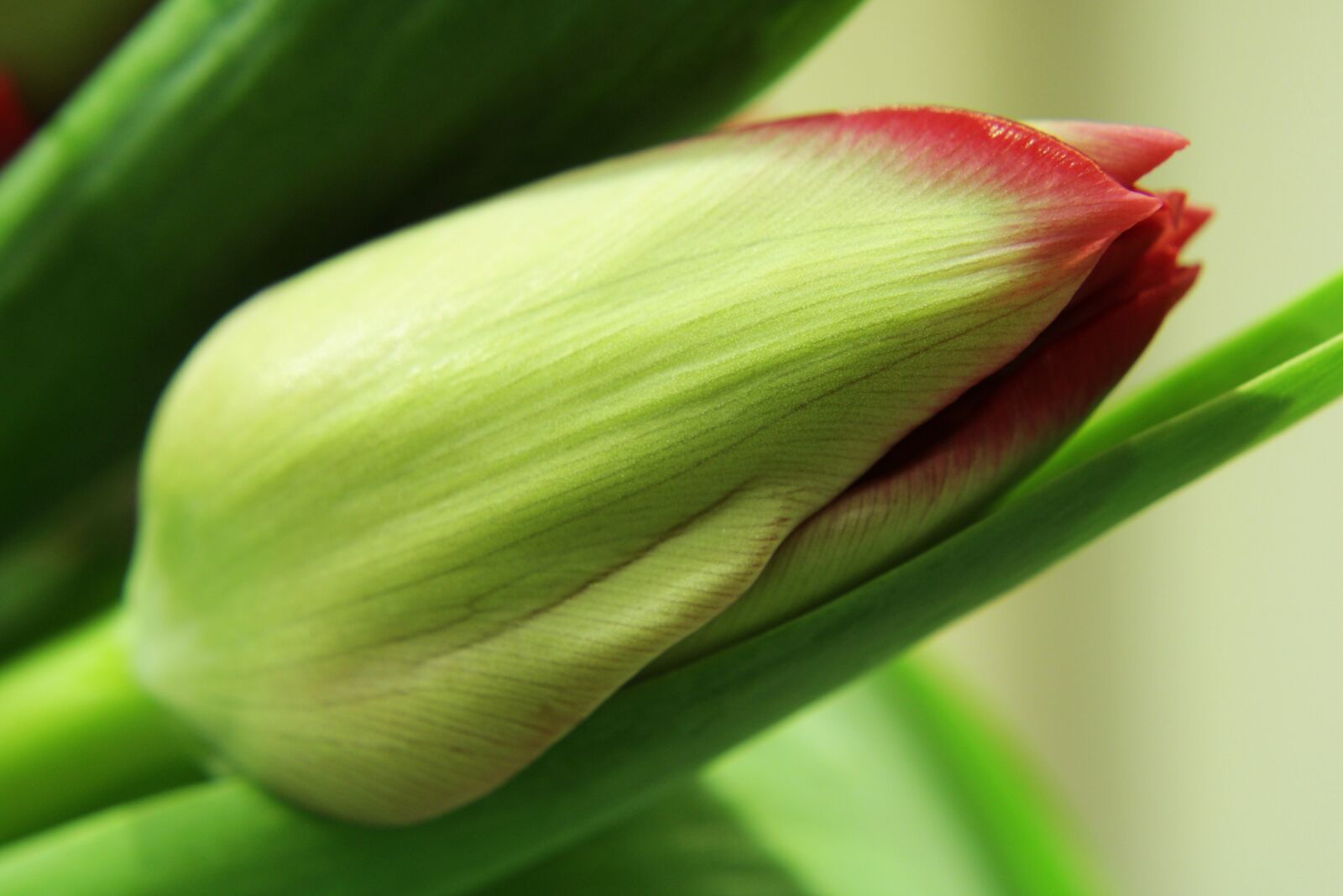 Canon EOS 2000D (EOS Rebel T7 / EOS Kiss X90 / EOS 1500D) sample photo. Tulips, spring, green photography