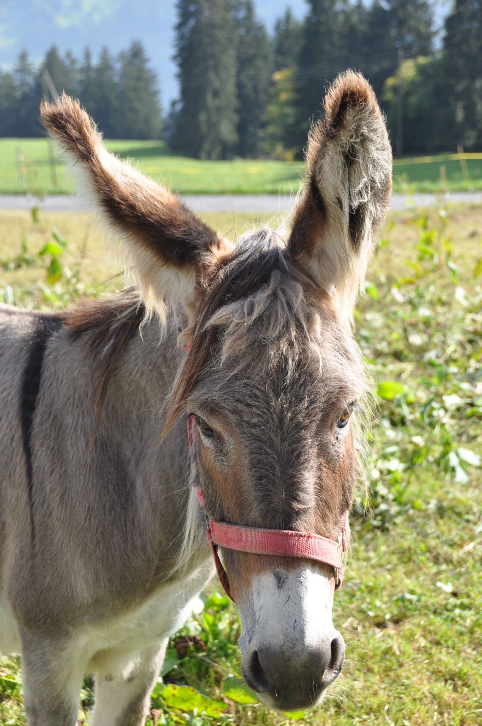 Nikon D90 sample photo. Pet, donkey, pony photography
