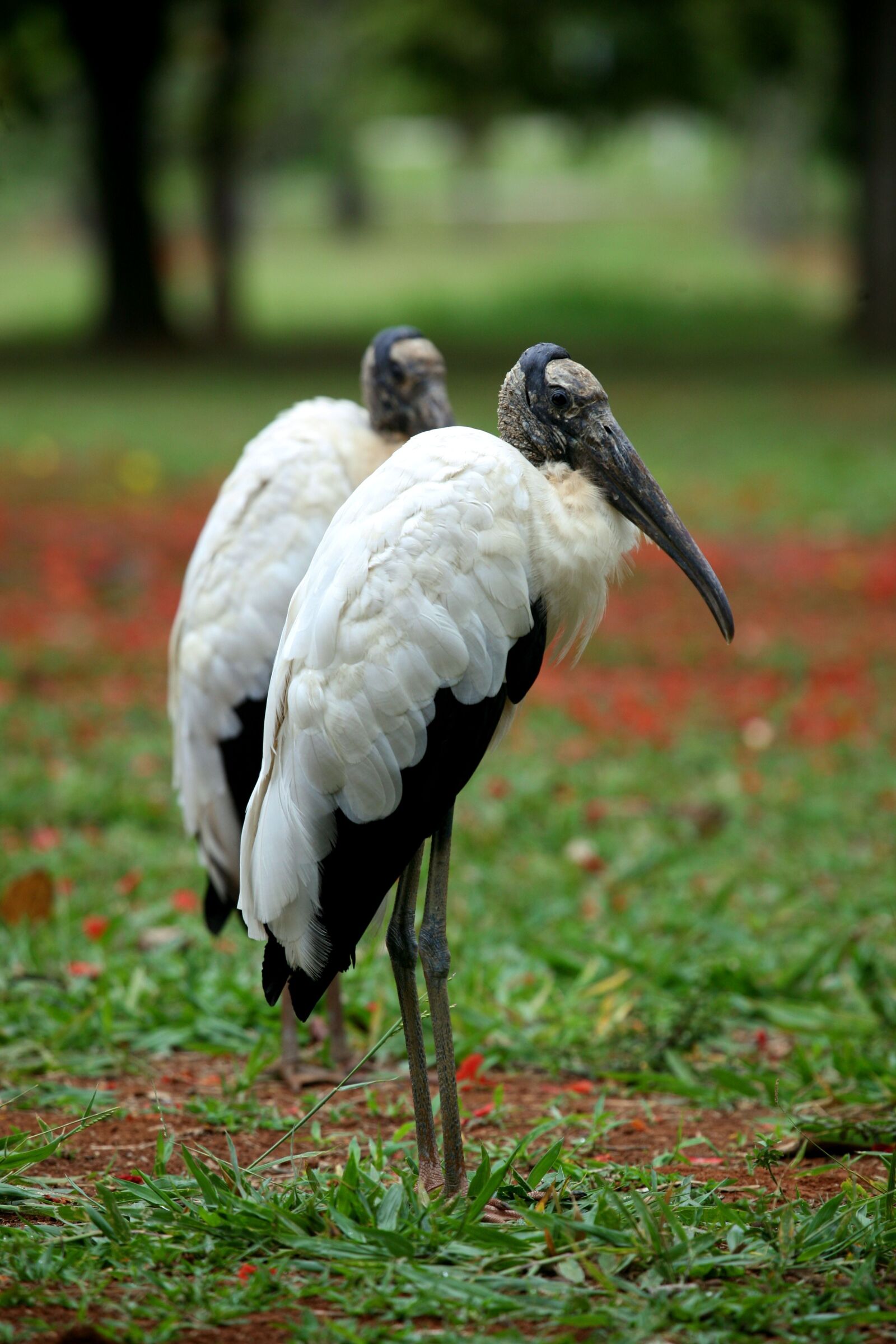 Canon EOS 5D sample photo. Wood stork, bird, nature photography