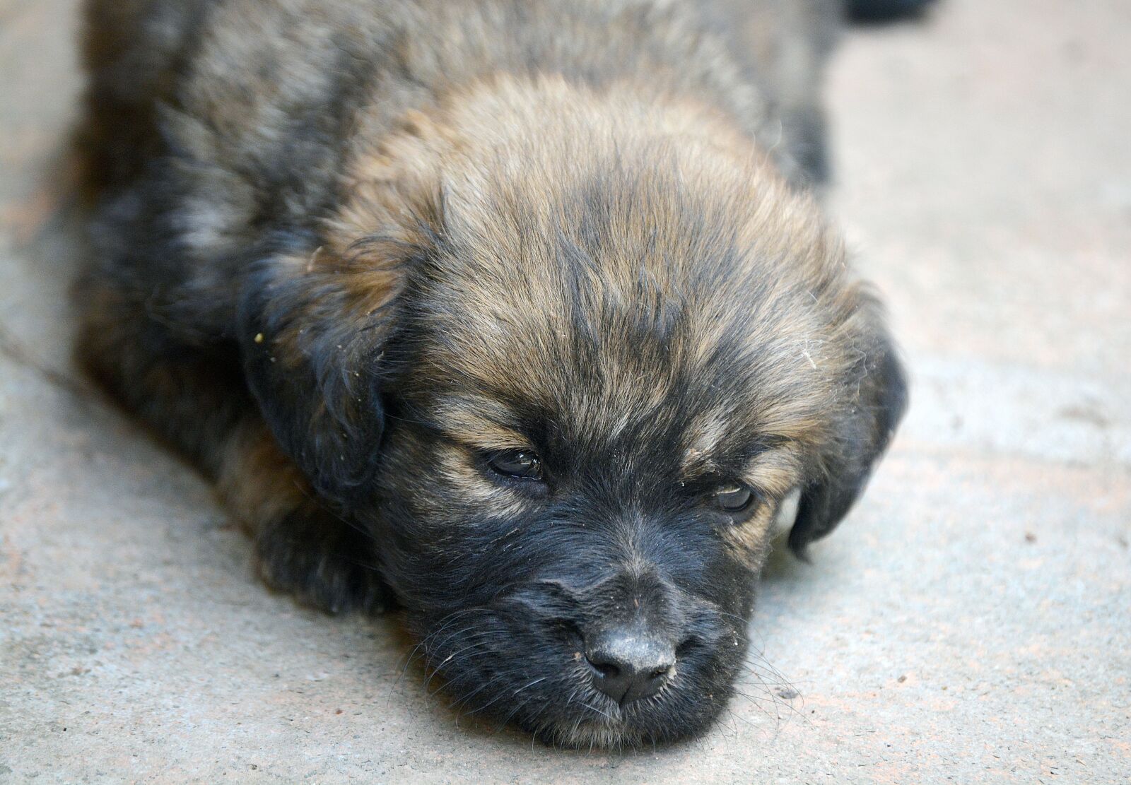Nikon D5200 sample photo. Puppy, dog, pet photography