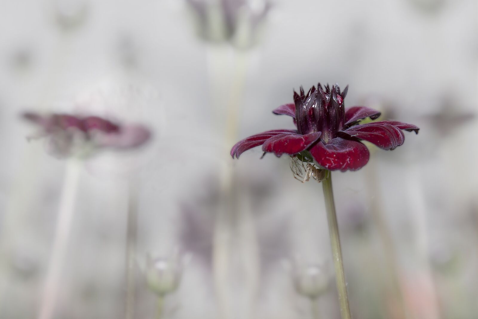 Canon EOS 50D + Canon EF 24-105mm F4L IS USM sample photo. Cosmea, chocolate, flower photography