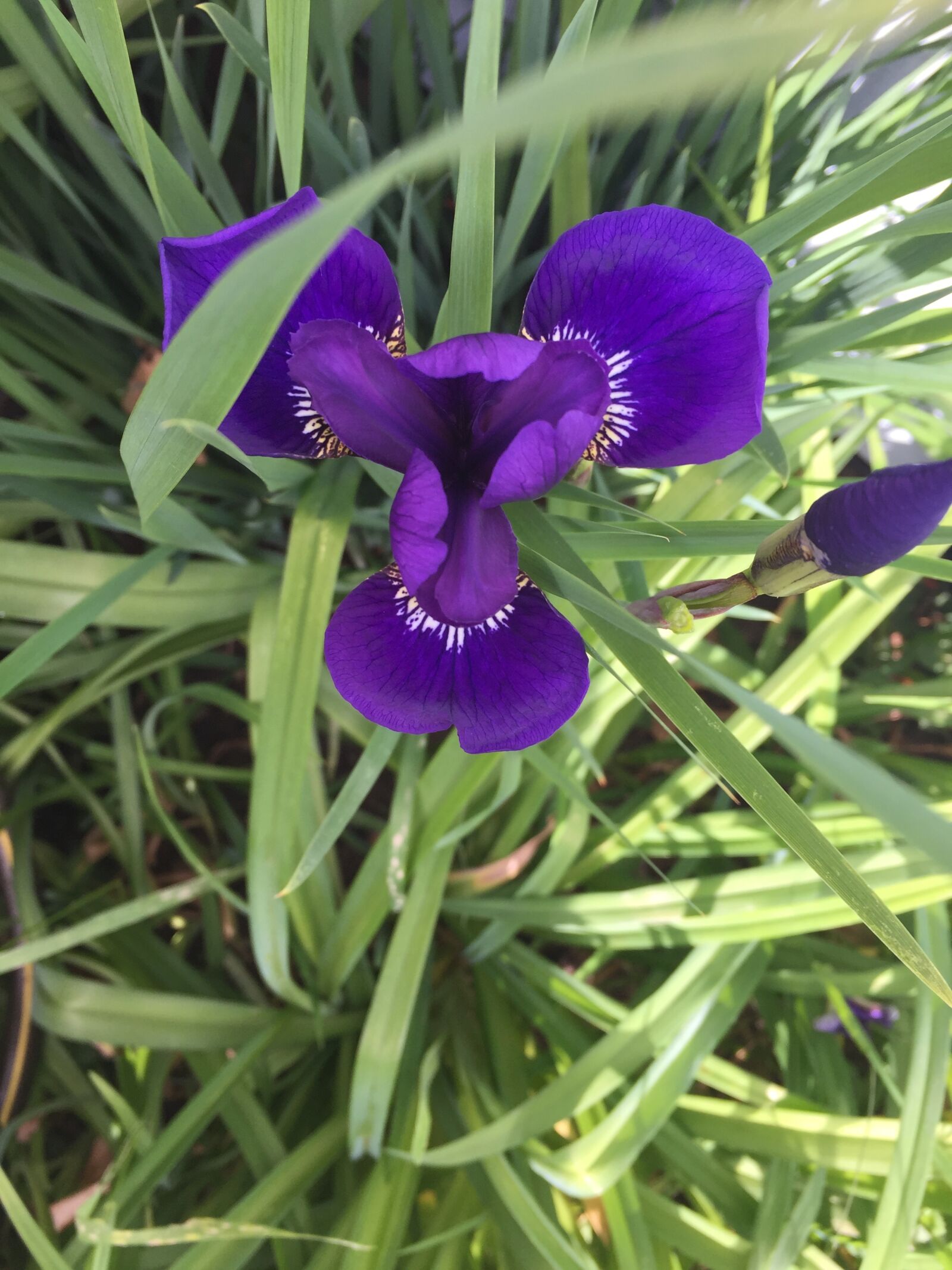 Apple iPhone 6 sample photo. Iris photography