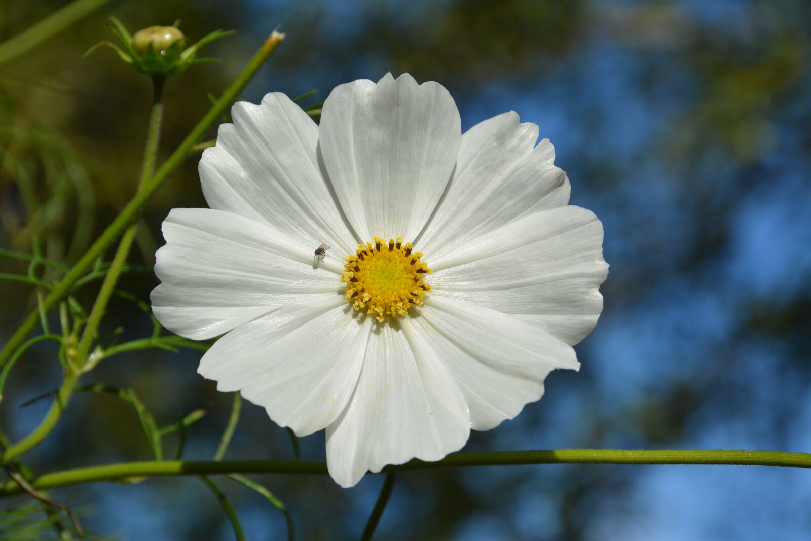 Nikon D7100 sample photo. Flower, white, fly photography