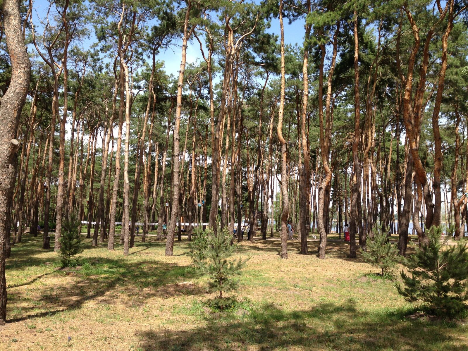 Apple iPhone 5 sample photo. Forest, pine, trees photography