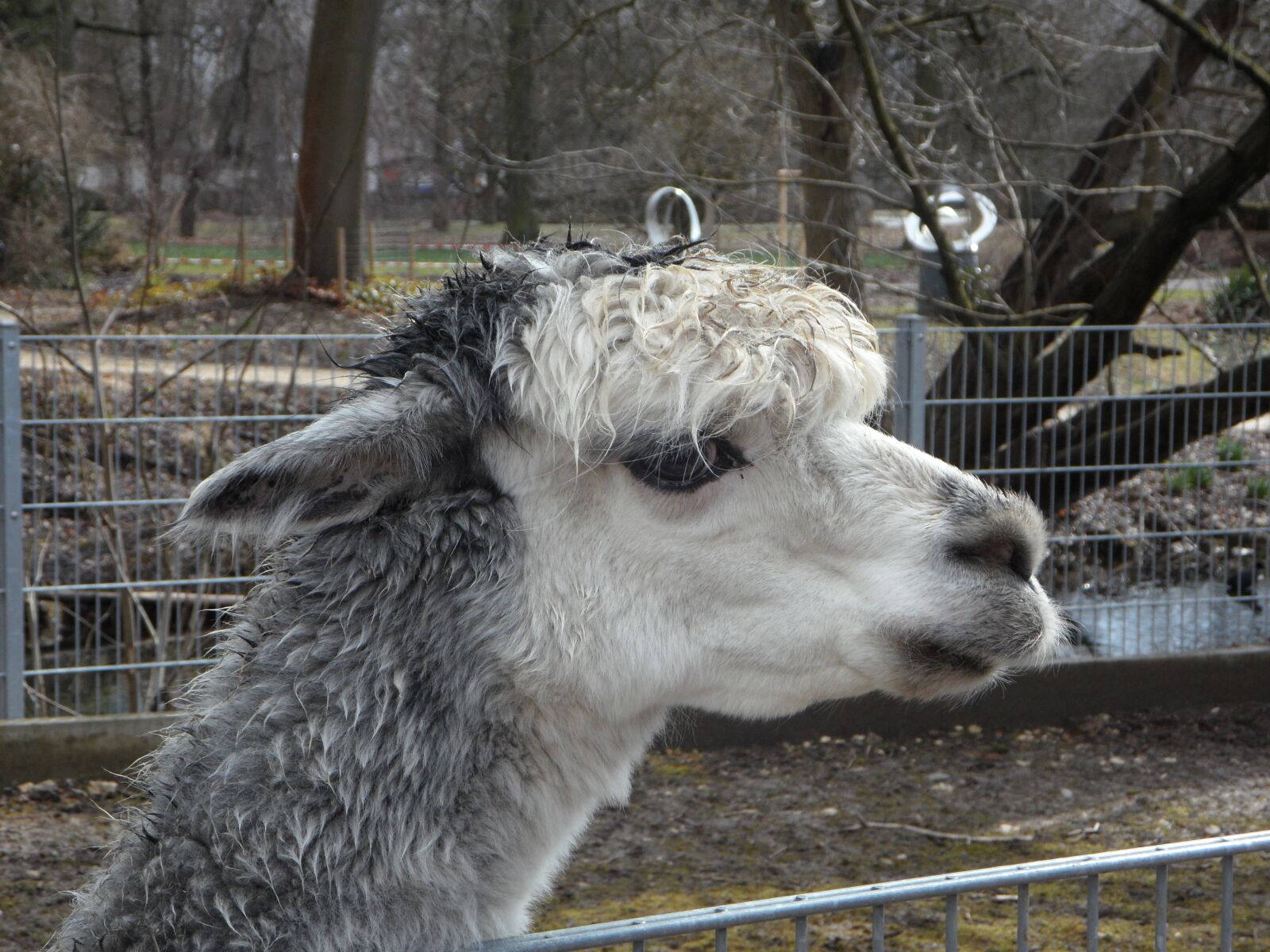 Samsung VLUU WB210, SAMSUNG WB210 sample photo. Alpaca, petting zoo, soft photography