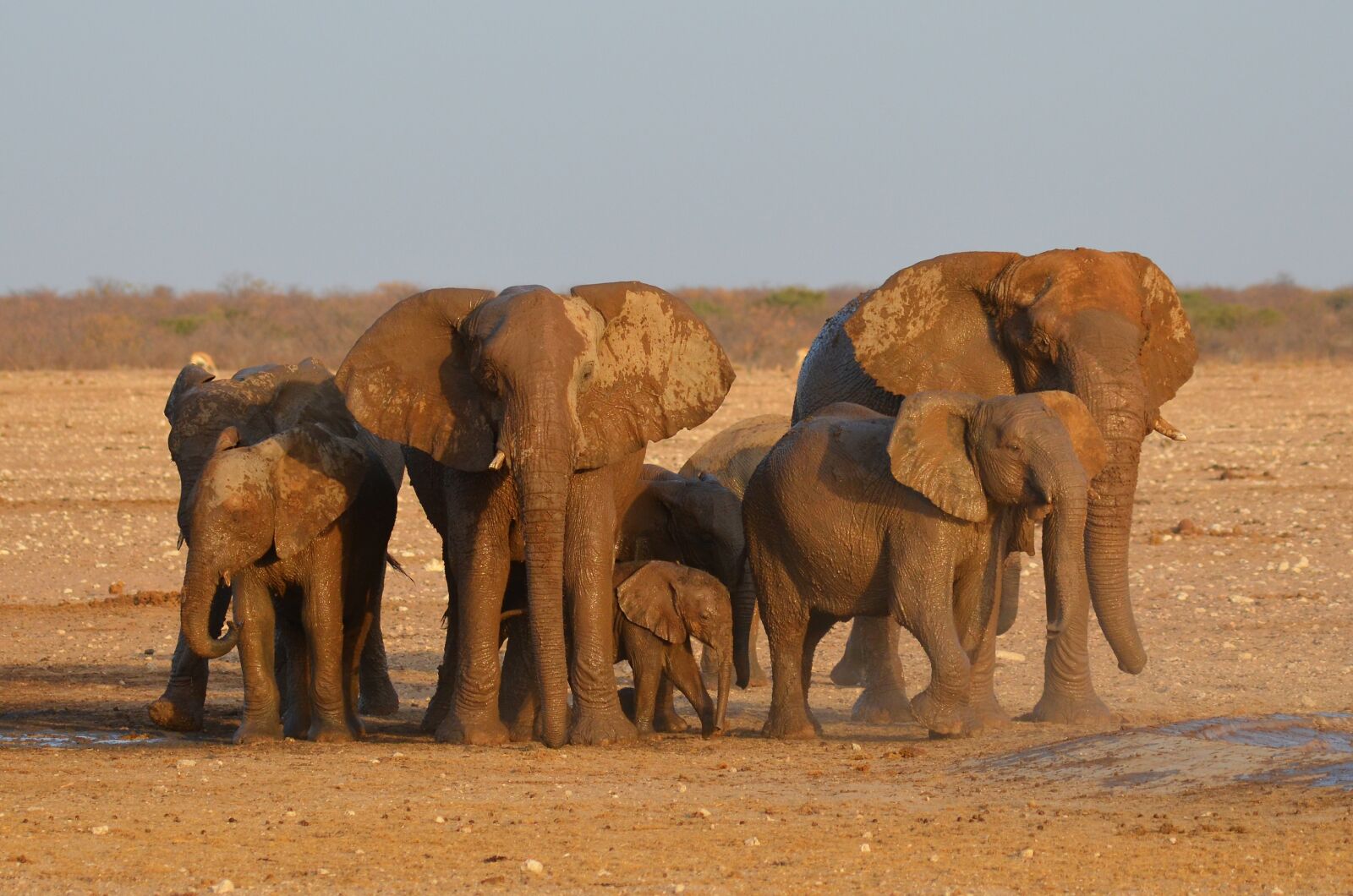 Nikon D5100 sample photo. Elephant, etosha, africa photography