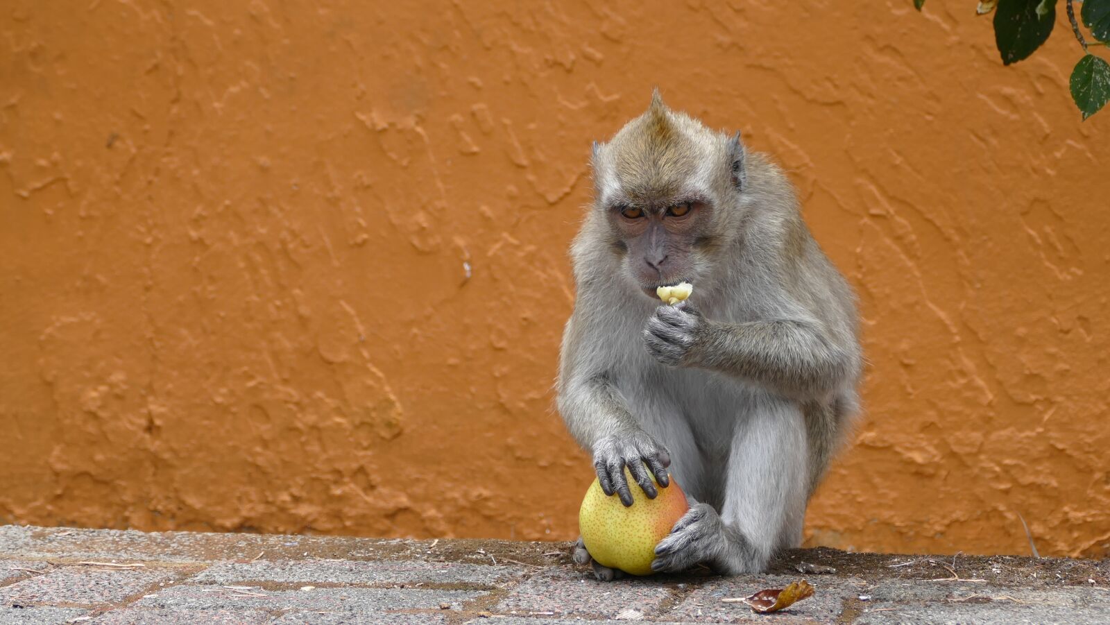 Panasonic Lumix DMC-FZ1000 sample photo. Monkey, ape, mauritius photography
