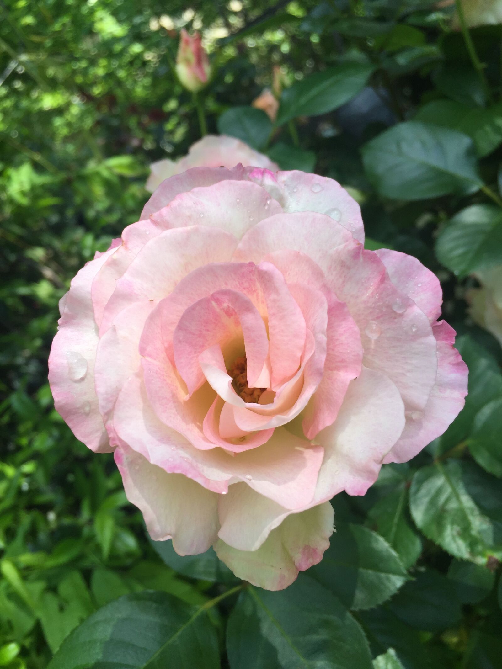 Apple iPhone 6 Plus sample photo. Rose, blossom, bloom photography