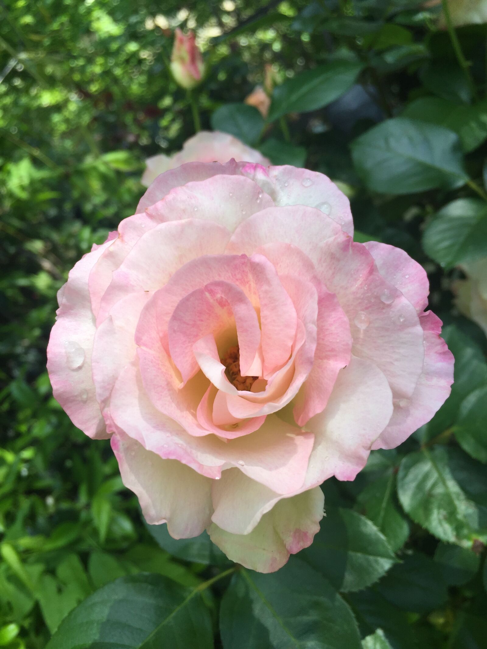 iPhone 6 Plus back camera 4.15mm f/2.2 sample photo. Rose, blossom, bloom photography