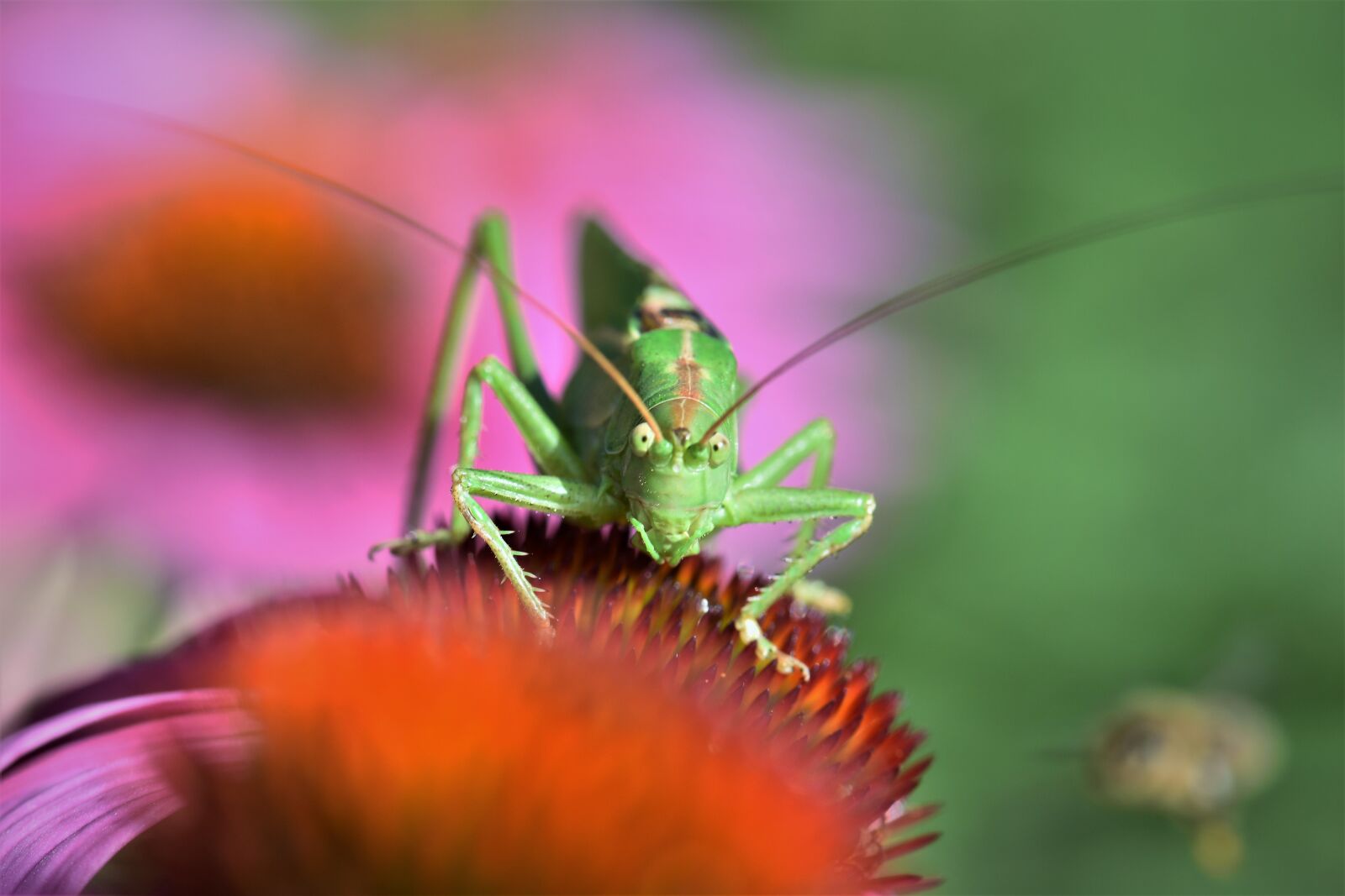 Nikon D5500 sample photo. Grasshopper, insect, animal photography