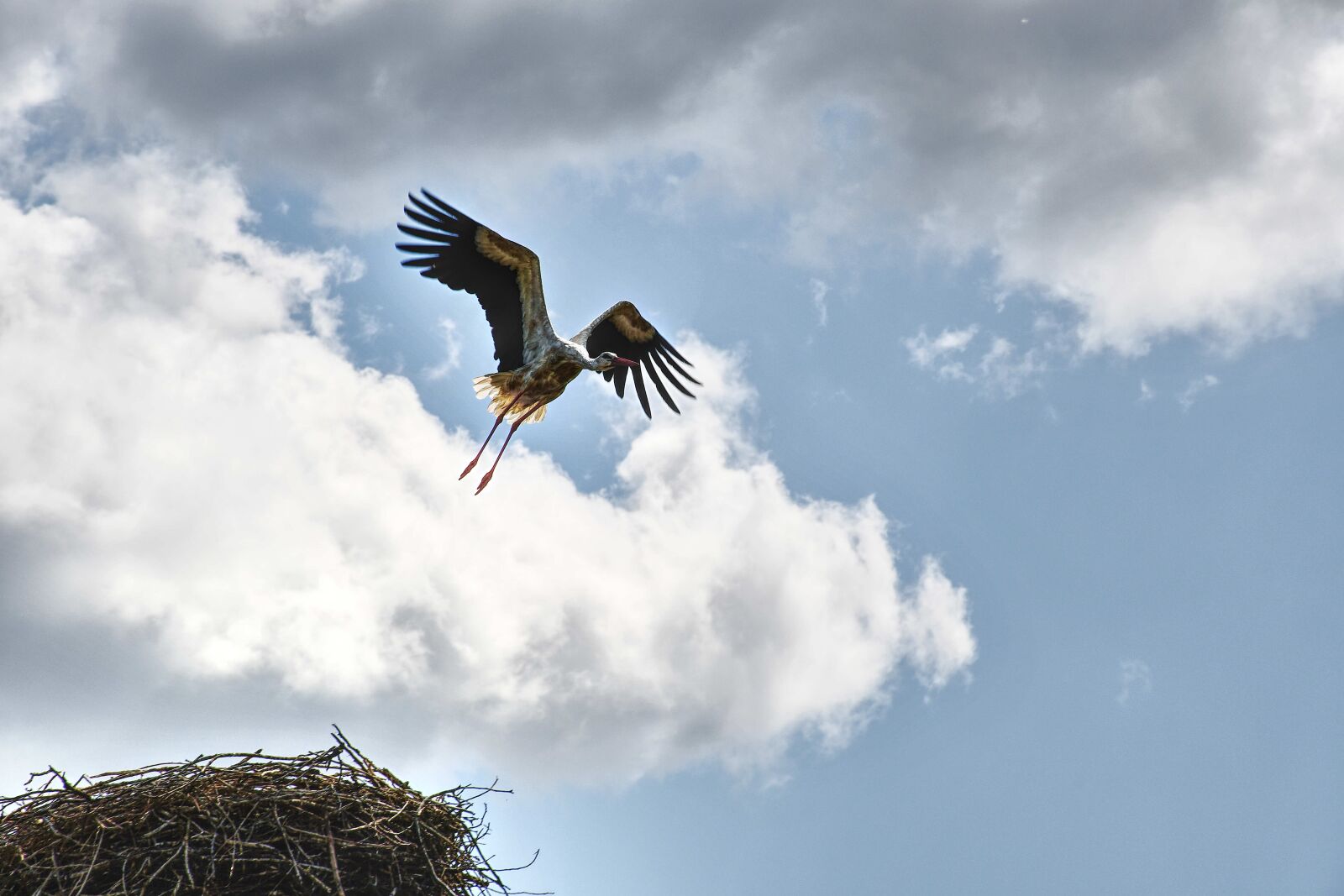 Nikon D7500 sample photo. Stork, storks, socket photography