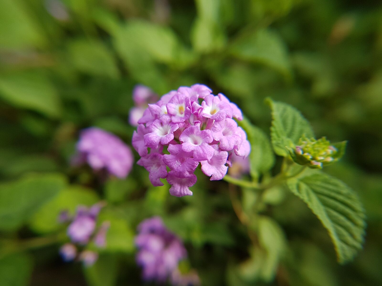 Samsung Galaxy S7 Edge sample photo. Purple, flowers, bloom photography