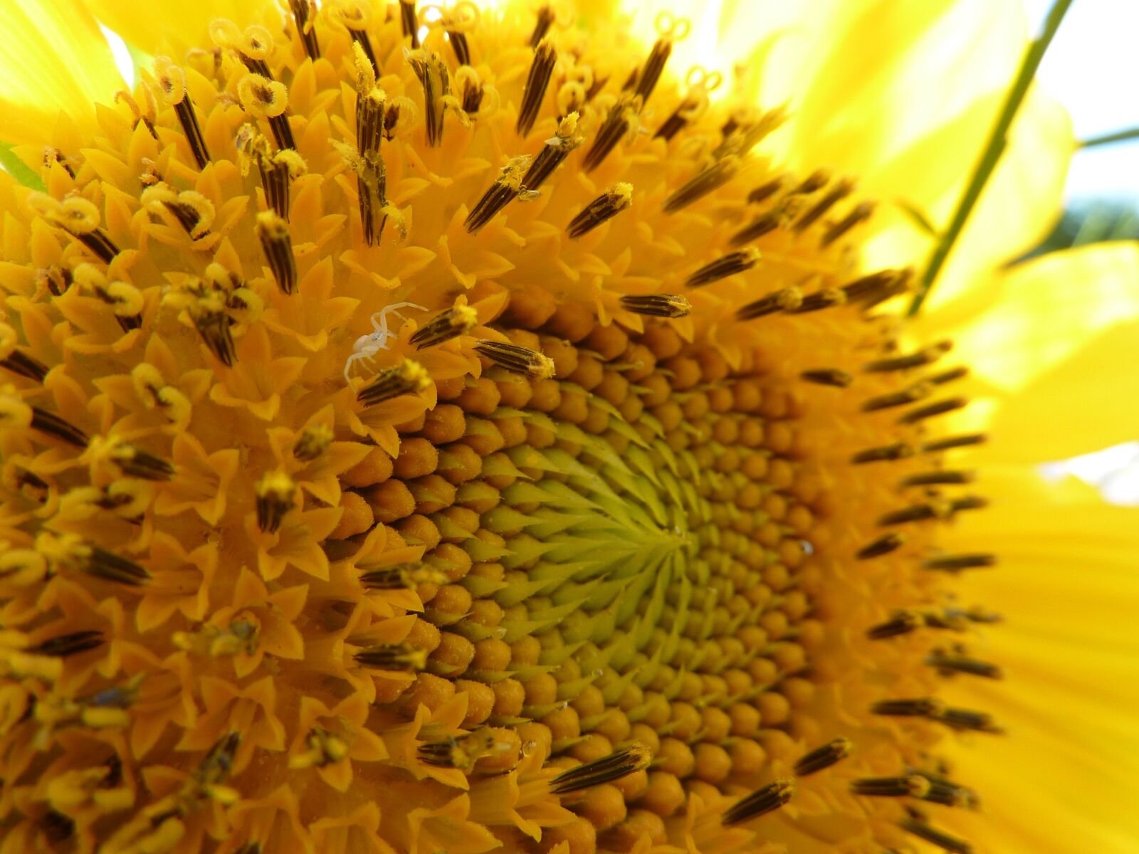 Panasonic DMC-TZ7 sample photo. Sunflower, white spider, ambush photography