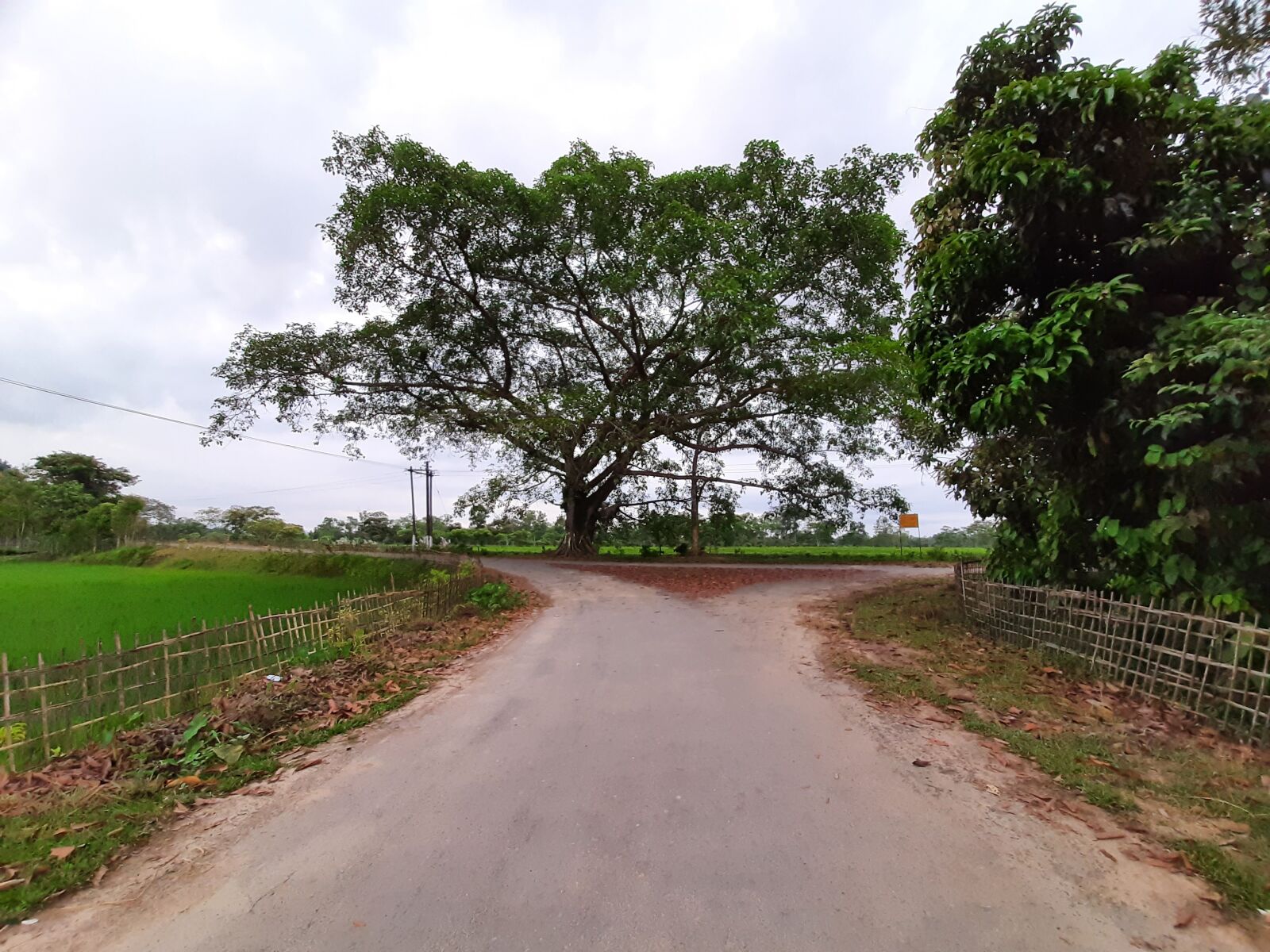 Samsung SM-M215F sample photo. Banyan tree, tree, assam photography