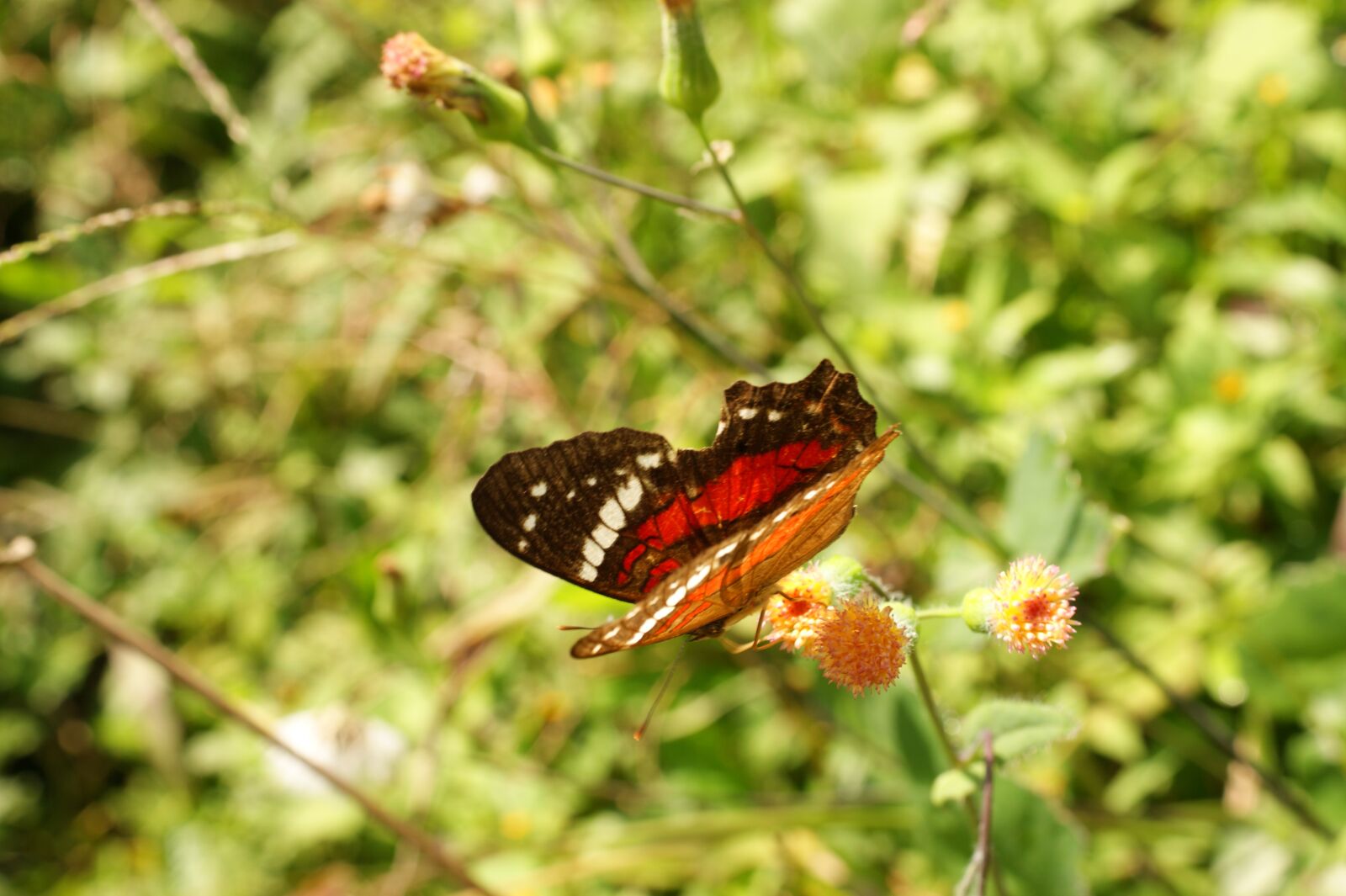 Sony Alpha DSLR-A390 sample photo. Nature, in, the photography