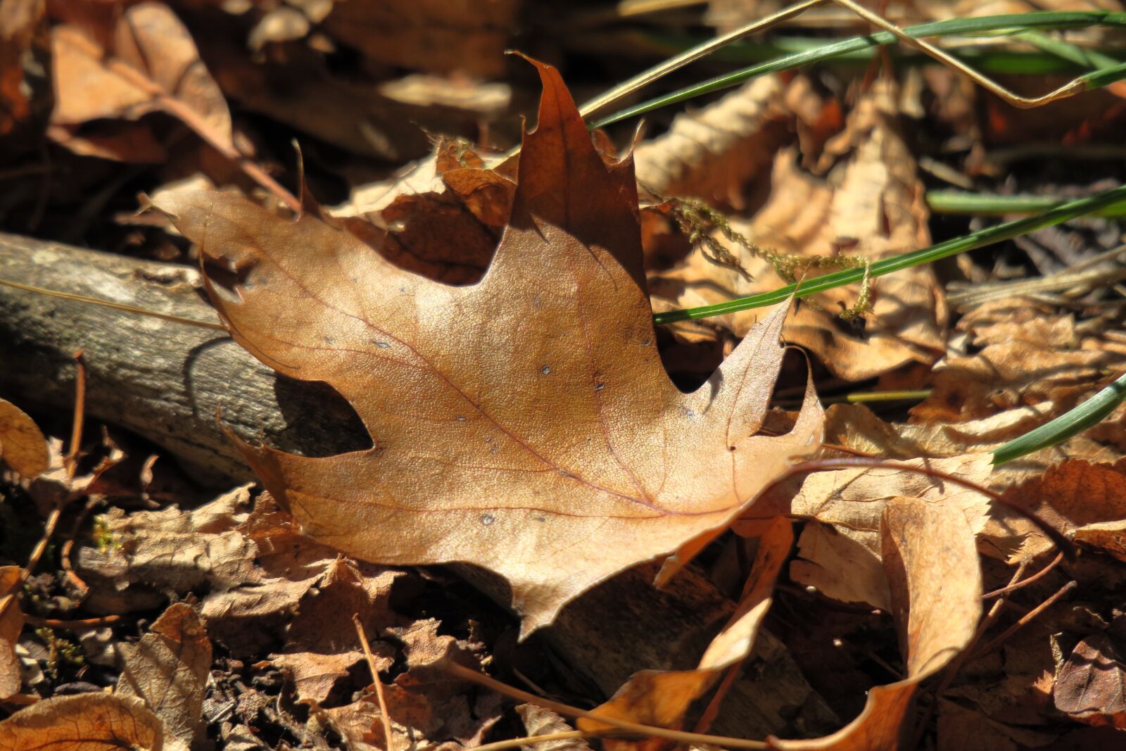 Canon PowerShot G3 X sample photo. Autumn, leaf, leaves photography