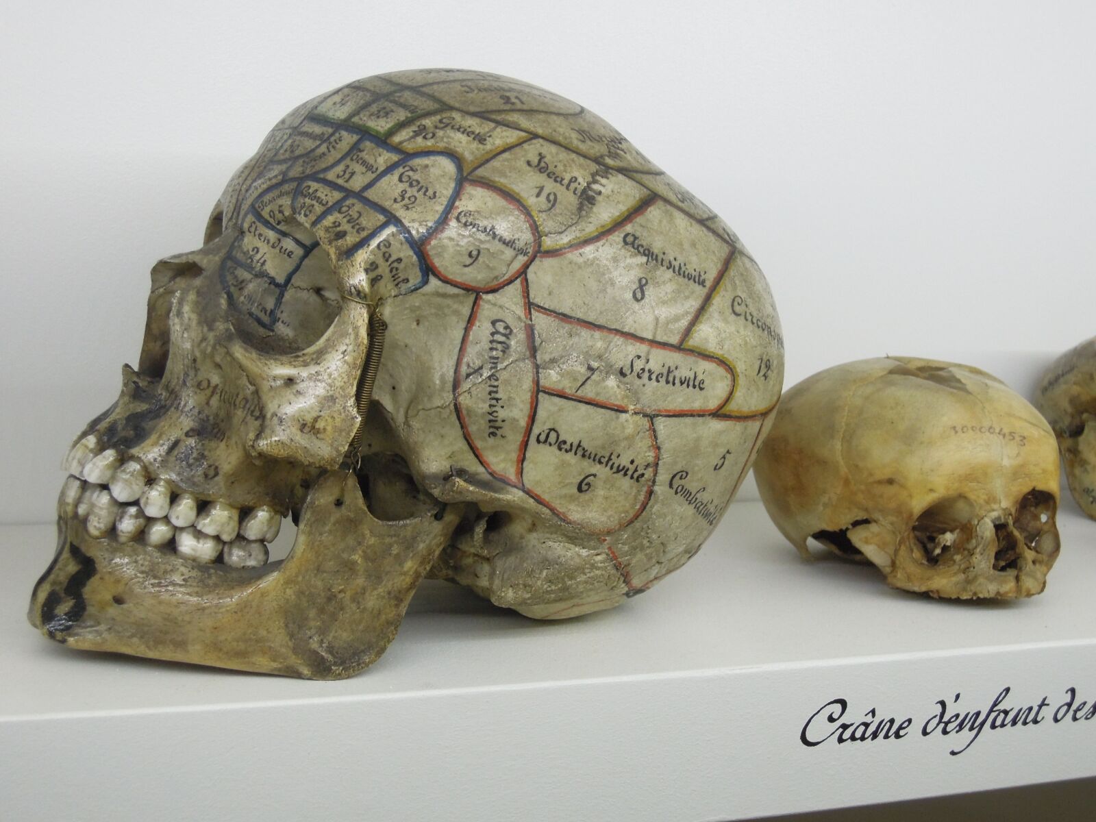 Nikon Coolpix P300 sample photo. Skull, phrenology, museum photography