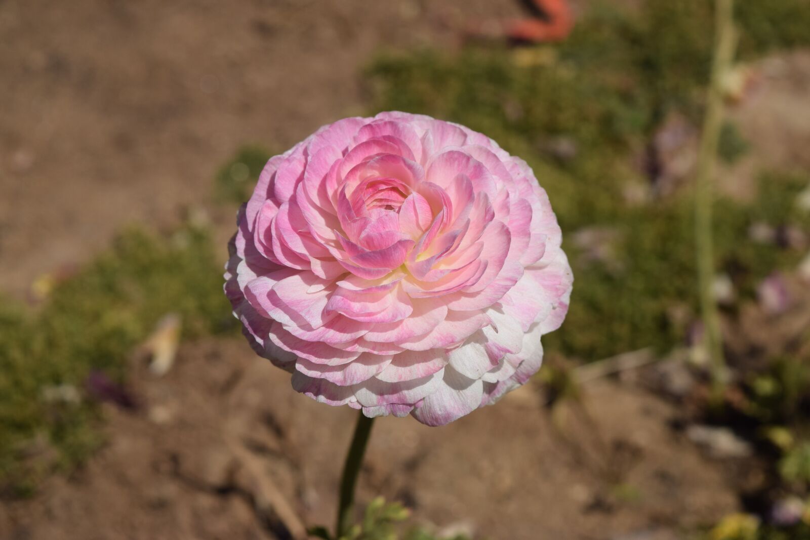 Nikon D3300 sample photo. Ranunculus, pink, flower photography