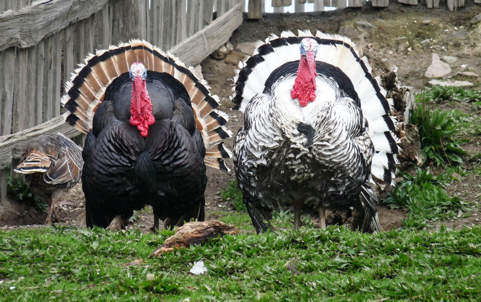 Panasonic Lumix DMC-FZ28 sample photo. Turkeys, birds, poultry photography