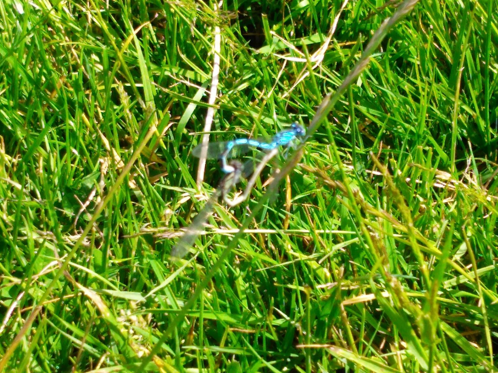 Motorola Moto G Play sample photo. Insect, mayfly, mating photography