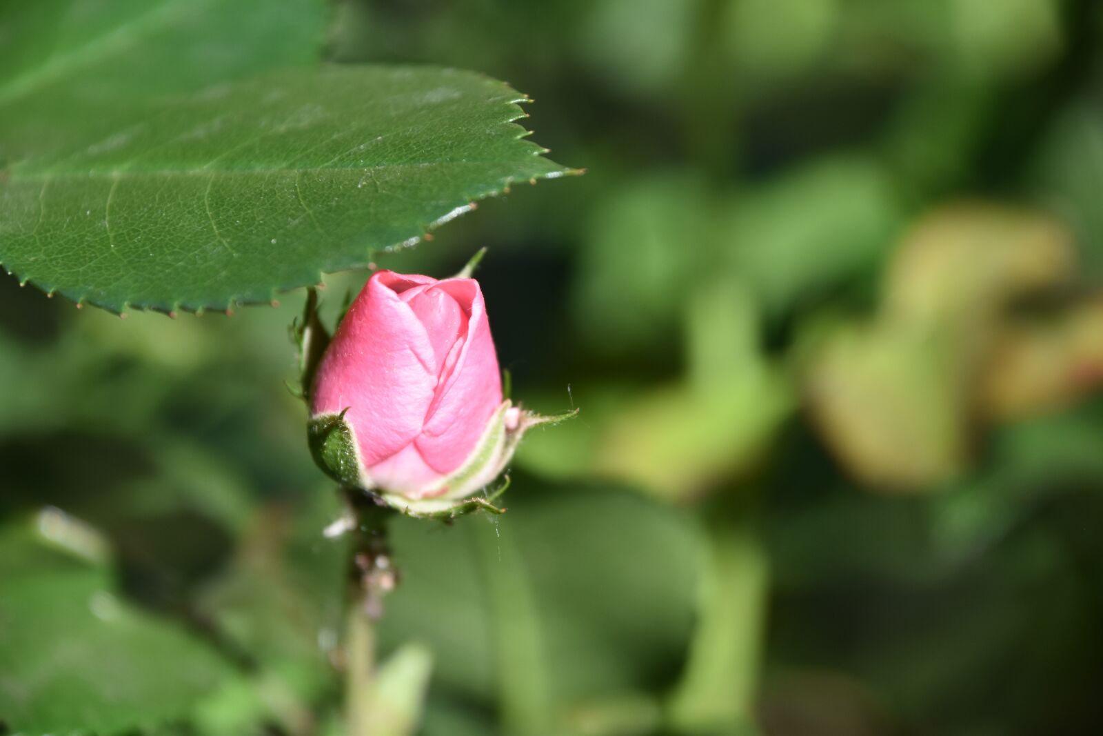 Nikon D5600 sample photo. Pink, flower, rosebush photography